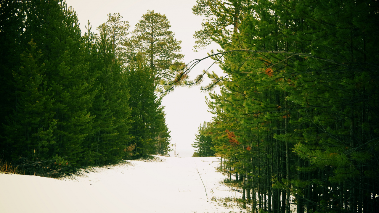Green Trees on Snow Covered Ground During Daytime. Wallpaper in 1280x720 Resolution