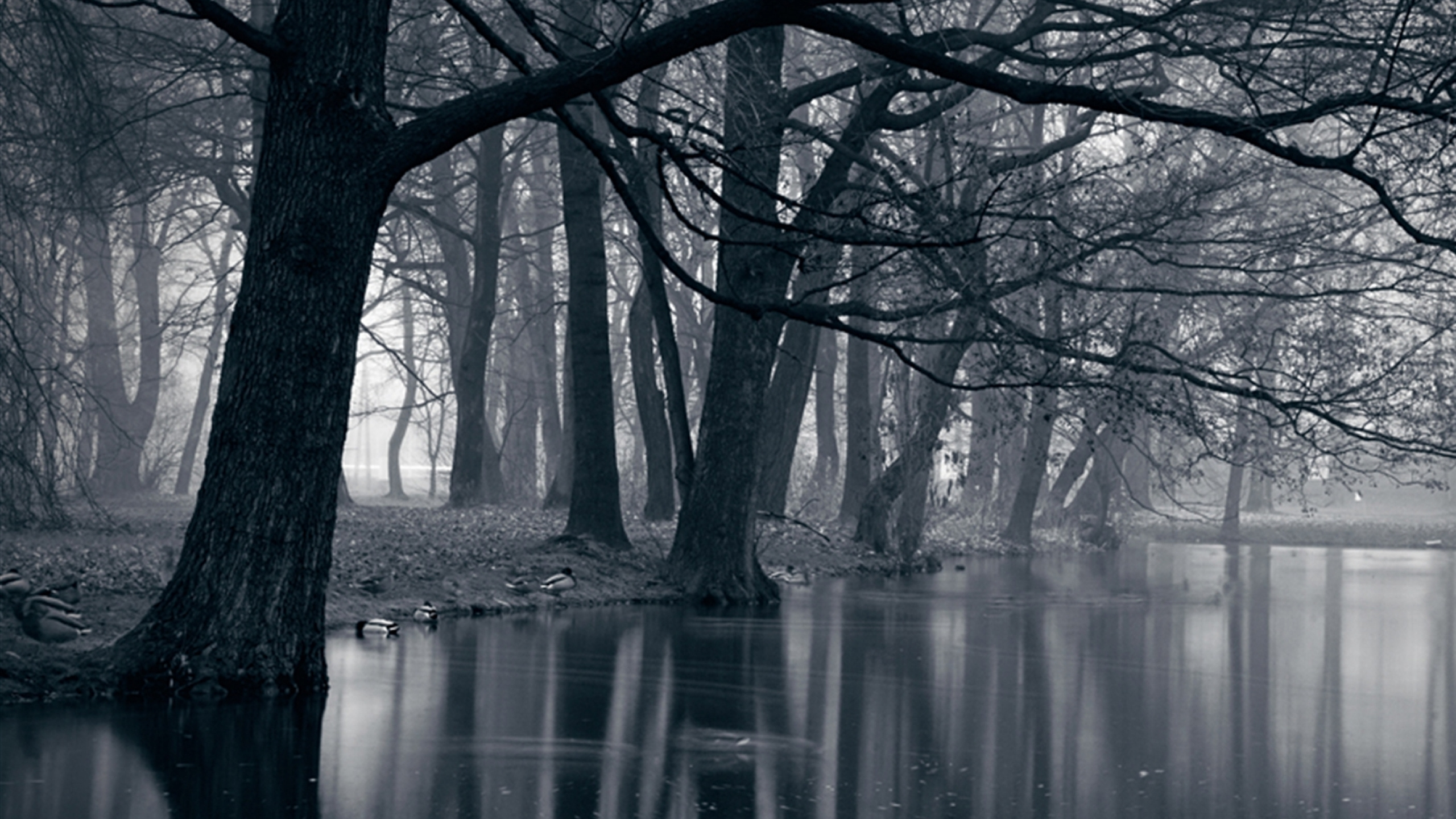 Wald, Naturlandschaft, Baum, Natur, Wasser. Wallpaper in 2560x1440 Resolution