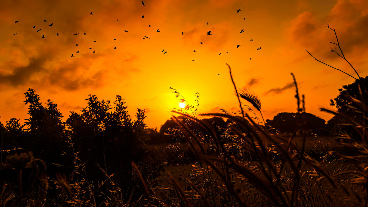 Silhouette D'herbe Pendant le Coucher du Soleil. Wallpaper in 1280x720 Resolution