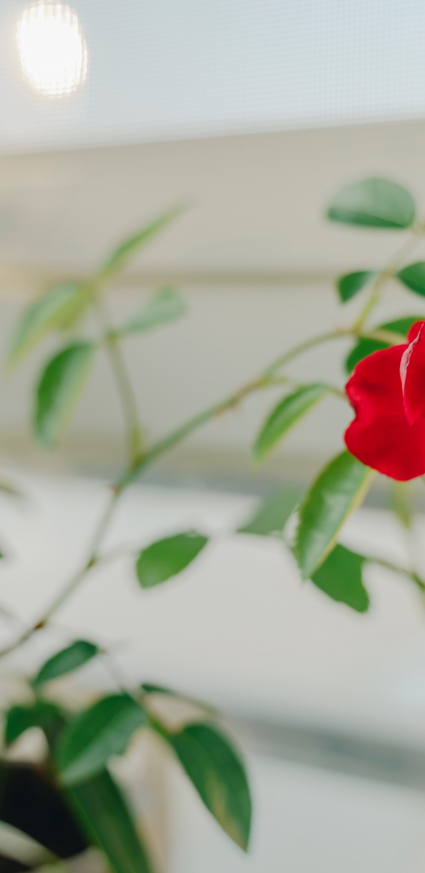 绿色的, 白色, 玫瑰家庭, 早上, 红色的 壁纸 1440x2960 允许