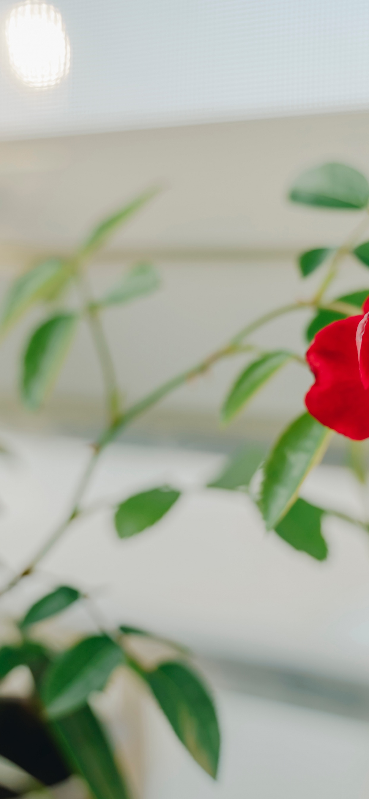 Red Rose in Bloom During Daytime. Wallpaper in 1242x2688 Resolution