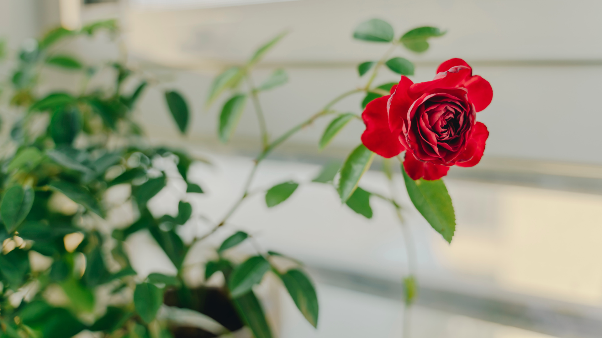 Red Rose in Bloom During Daytime. Wallpaper in 1920x1080 Resolution