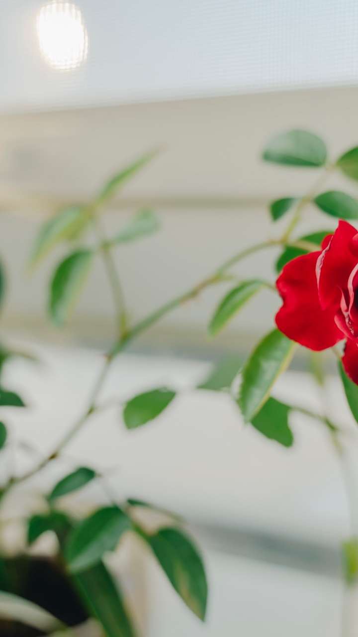 Red Rose in Bloom During Daytime. Wallpaper in 720x1280 Resolution