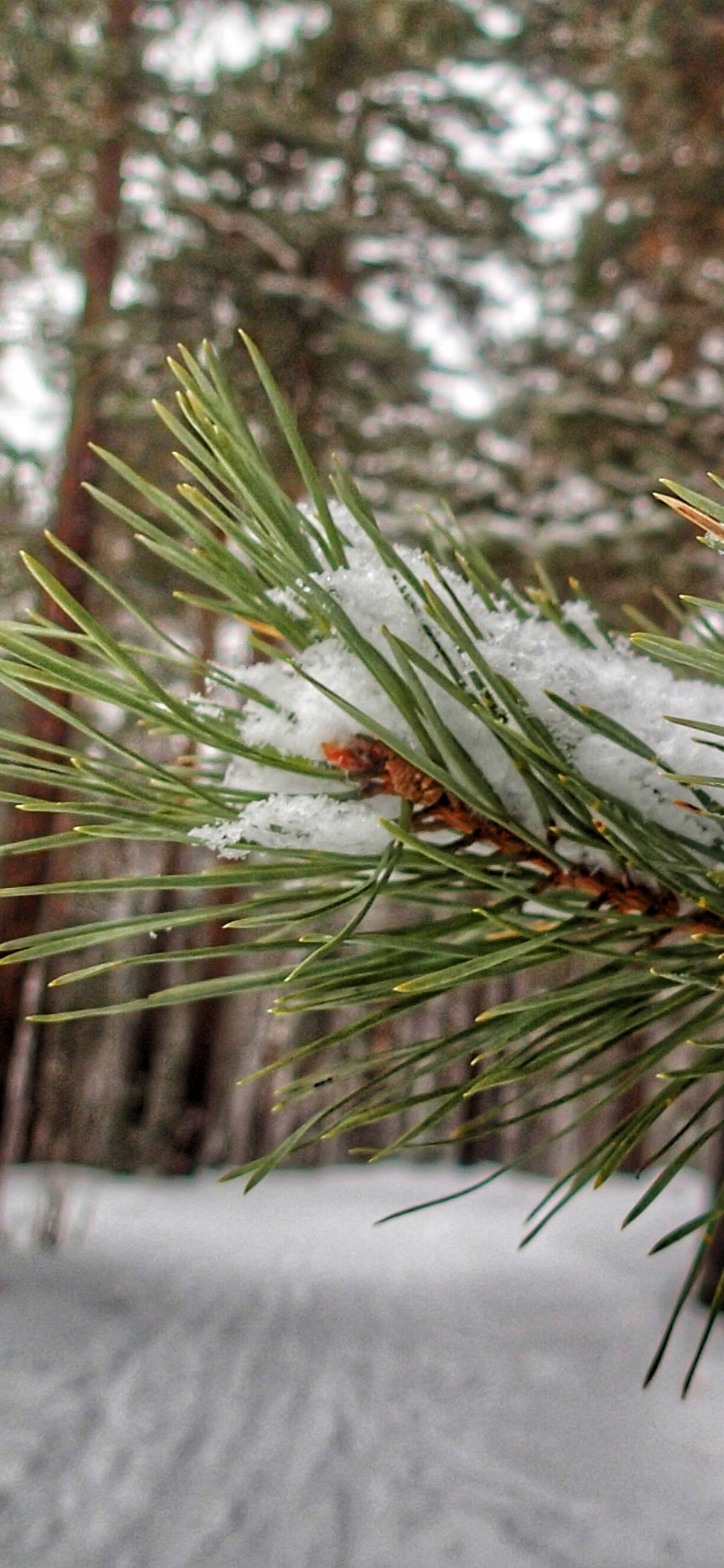 Pin Vert Couvert de Neige. Wallpaper in 1125x2436 Resolution