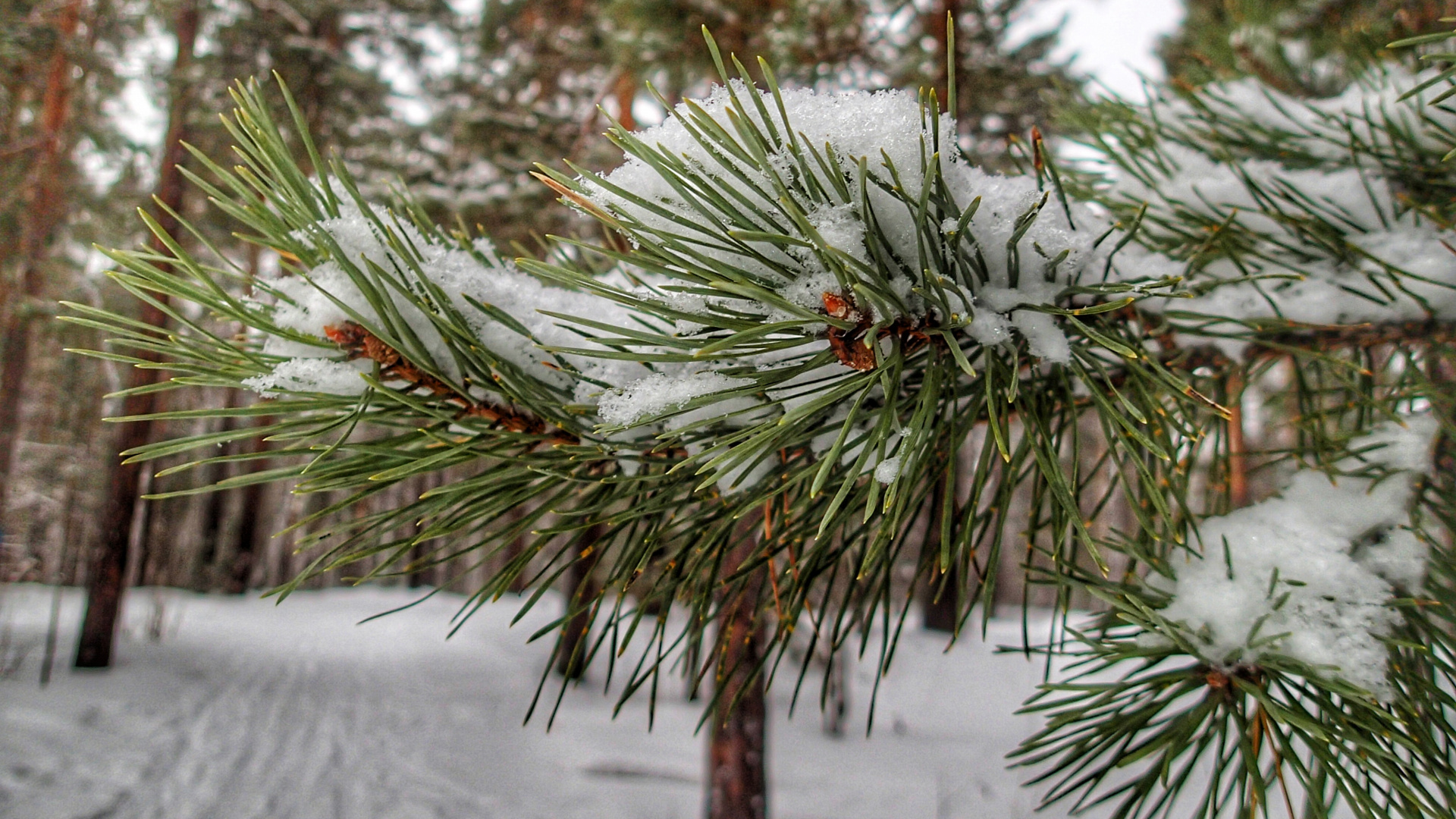 Pin Vert Couvert de Neige. Wallpaper in 1920x1080 Resolution