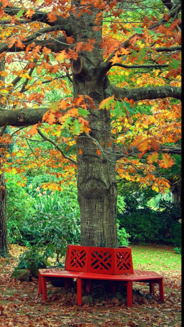 Banc en Bois Brun Sous Des Arbres Bruns. Wallpaper in 750x1334 Resolution