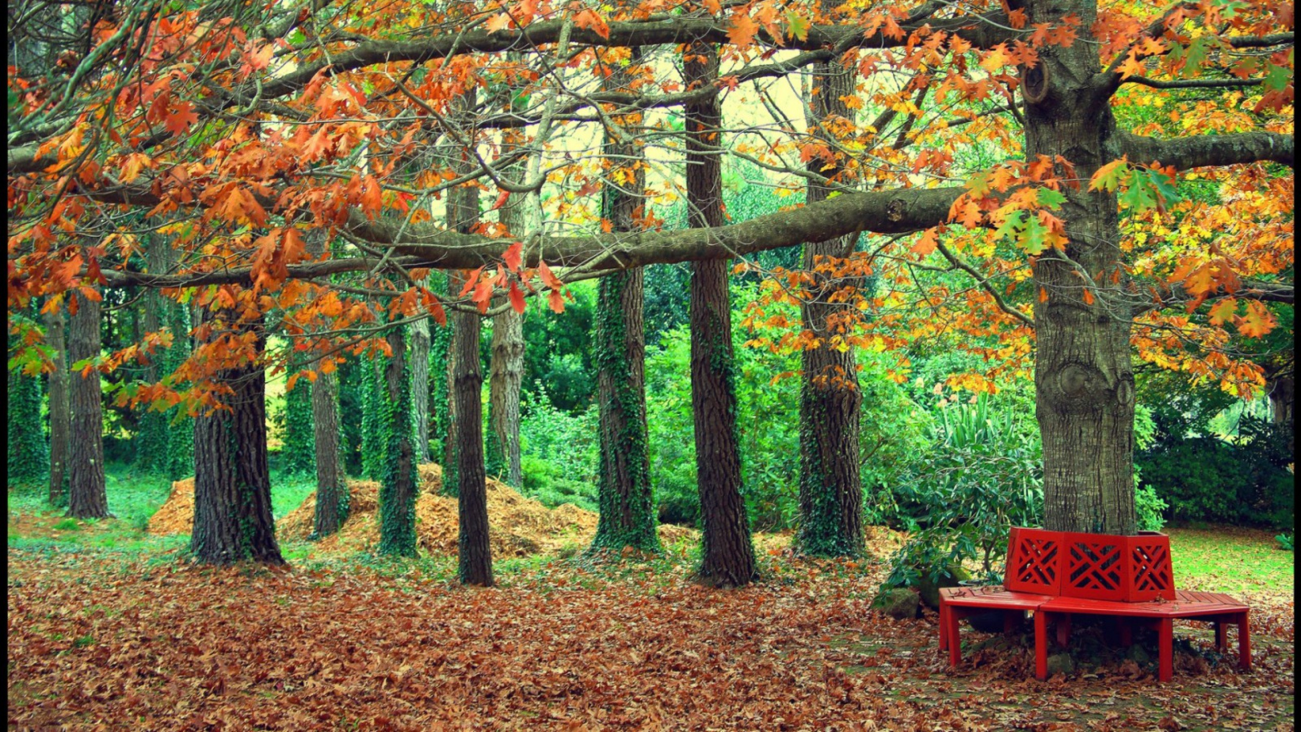 Braune Holzbank Unter Braunen Bäumen. Wallpaper in 2560x1440 Resolution