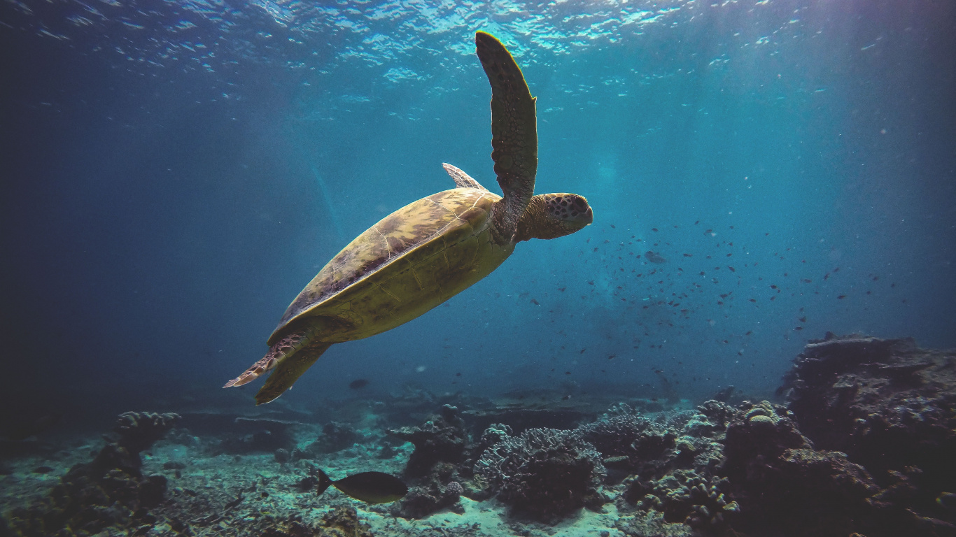 乌龟, S海龟, 水下, 海洋生物学 壁纸 1366x768 允许