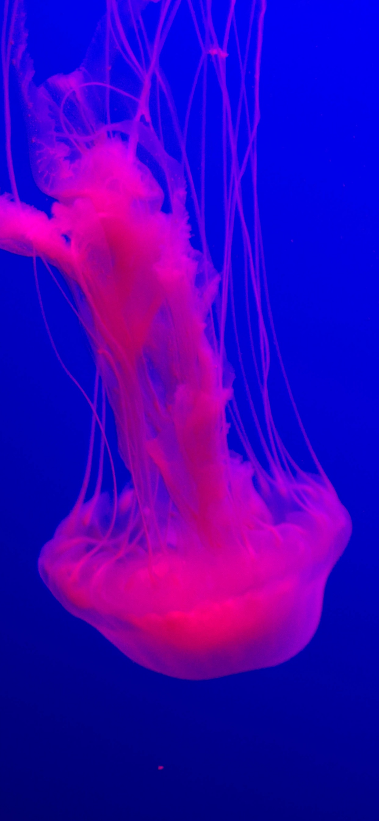 Rosa Quallen im Wasser. Wallpaper in 1242x2688 Resolution