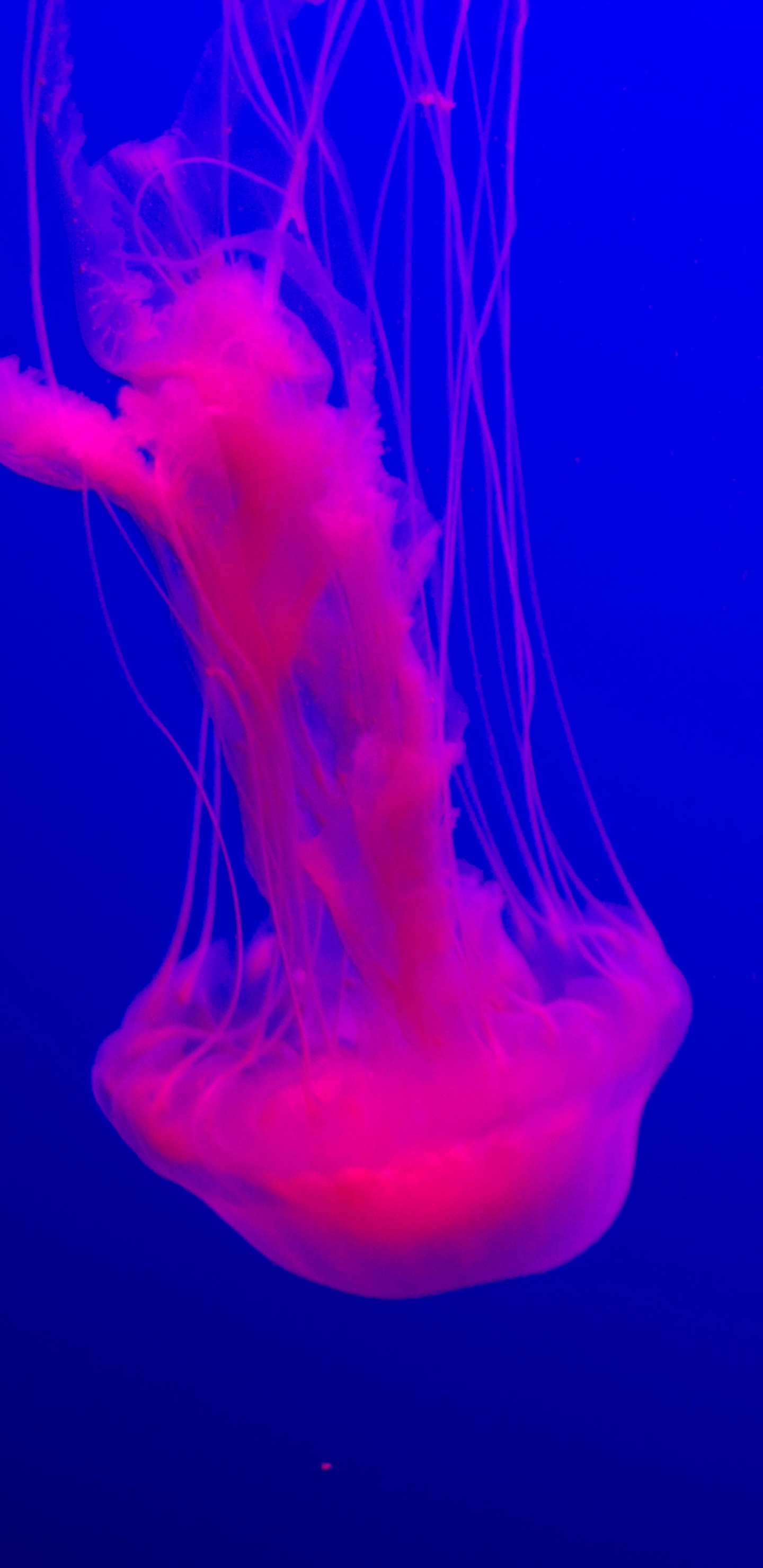 Rosa Quallen im Wasser. Wallpaper in 1440x2960 Resolution