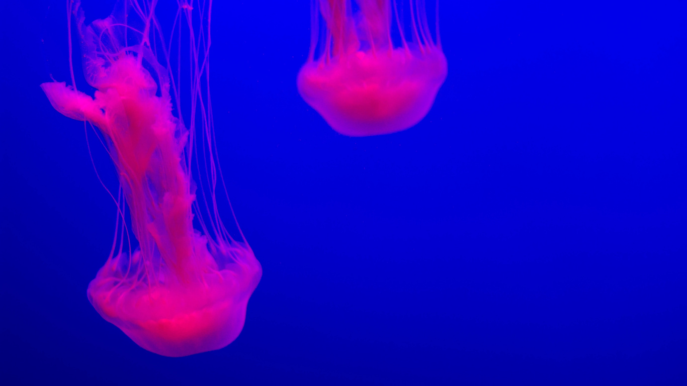 Pink Jelly Fish in Water. Wallpaper in 1366x768 Resolution
