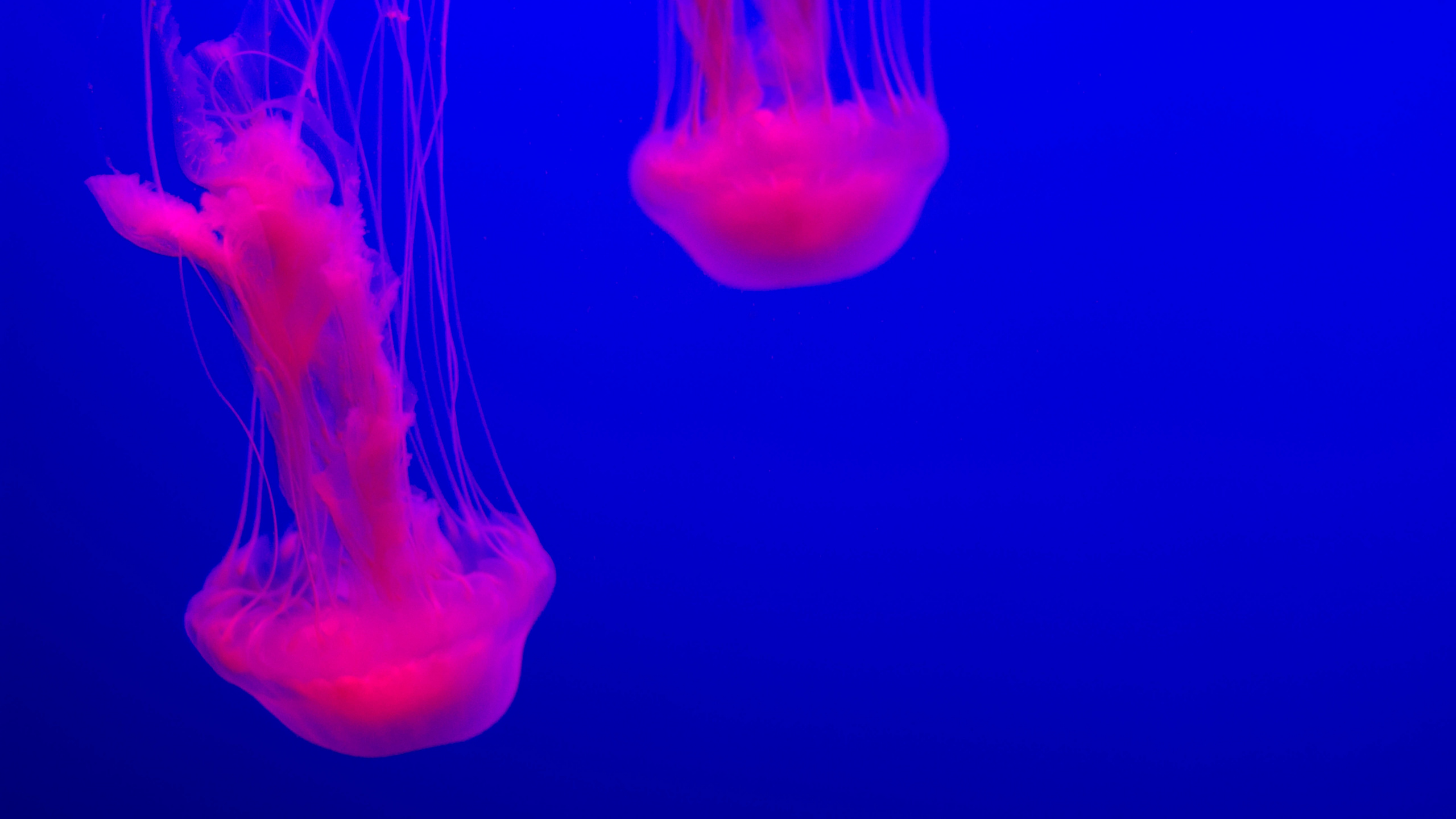 Pink Jelly Fish in Water. Wallpaper in 2560x1440 Resolution