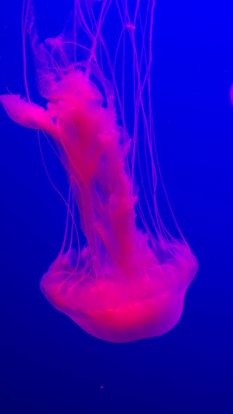 Pink Jelly Fish in Water. Wallpaper in 750x1334 Resolution