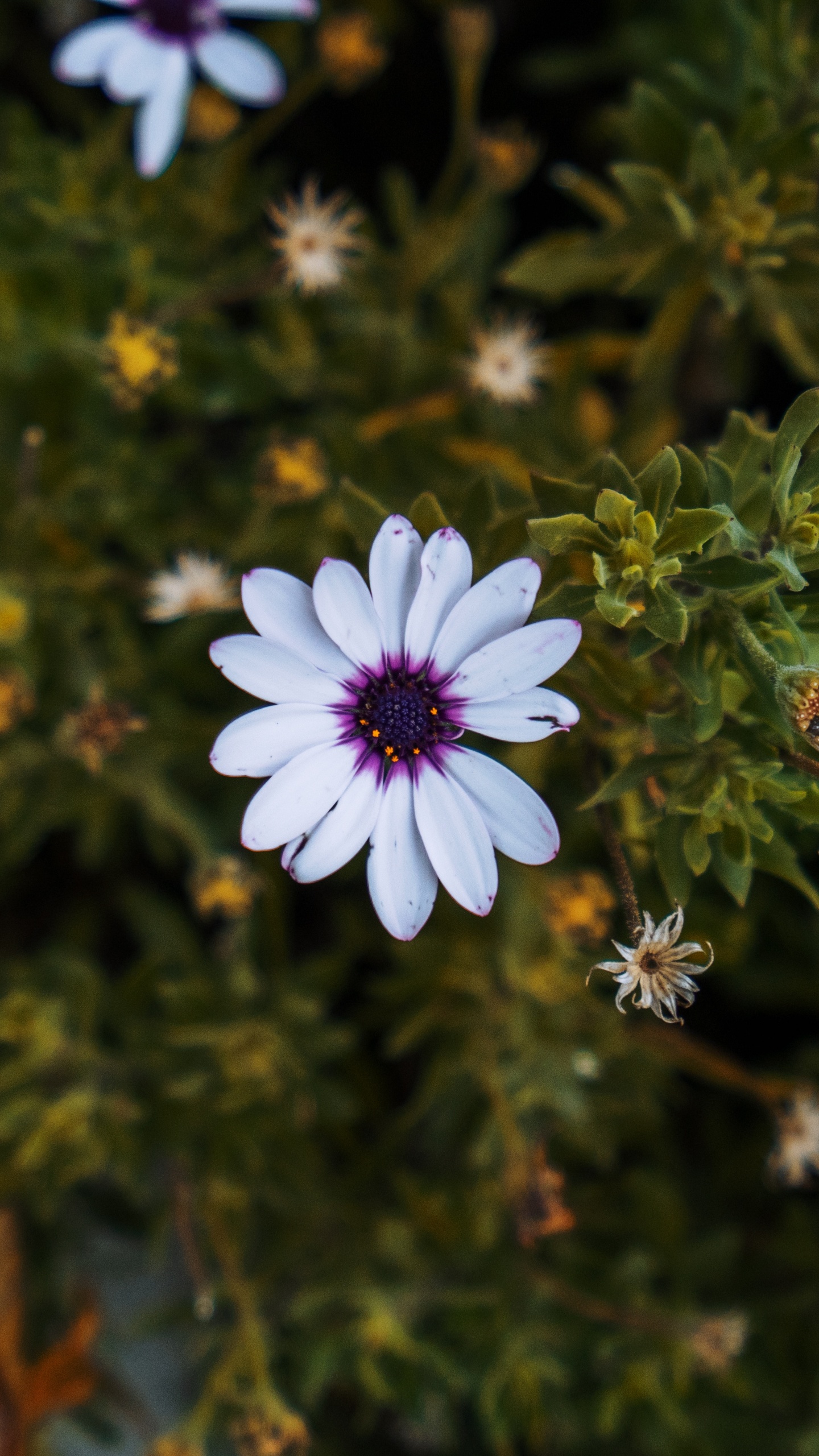 Purple and White Flowers With Green Leaves. Wallpaper in 1440x2560 Resolution