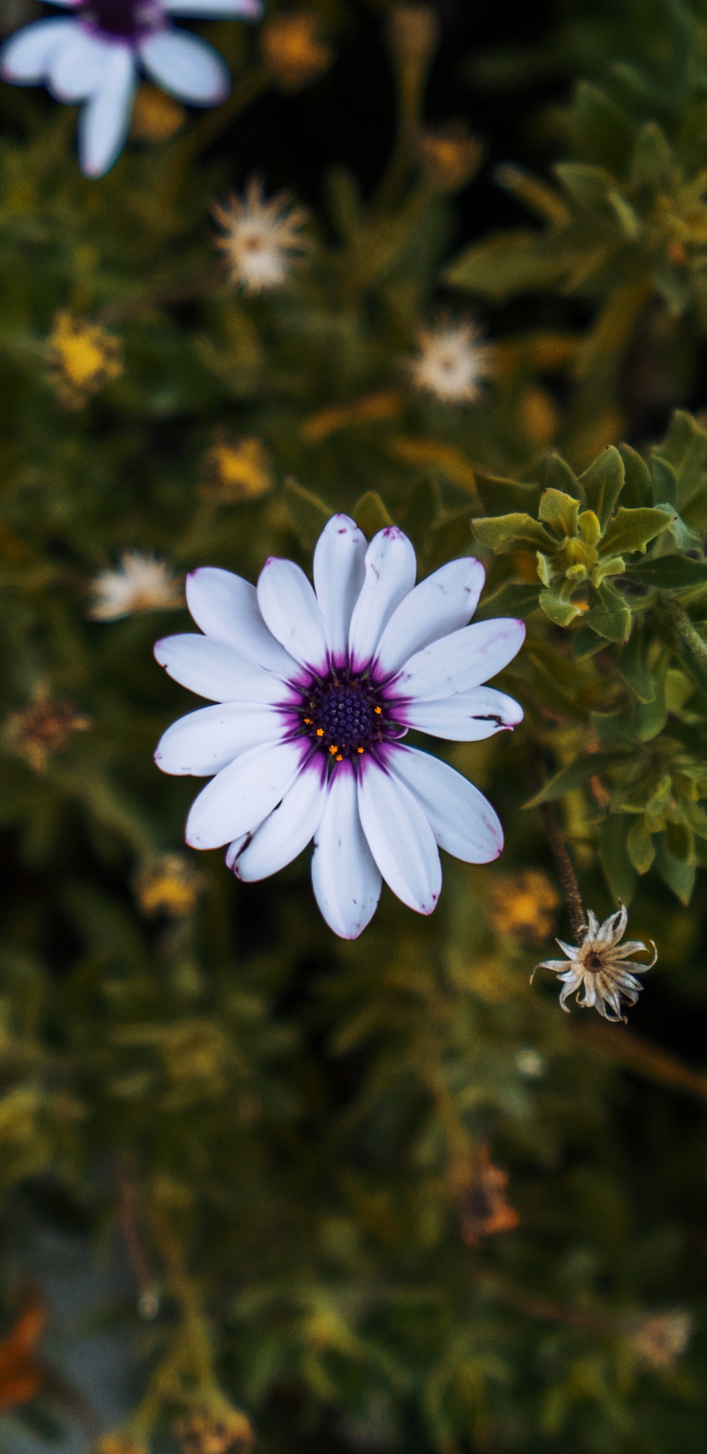 Purple and White Flowers With Green Leaves. Wallpaper in 1440x2960 Resolution