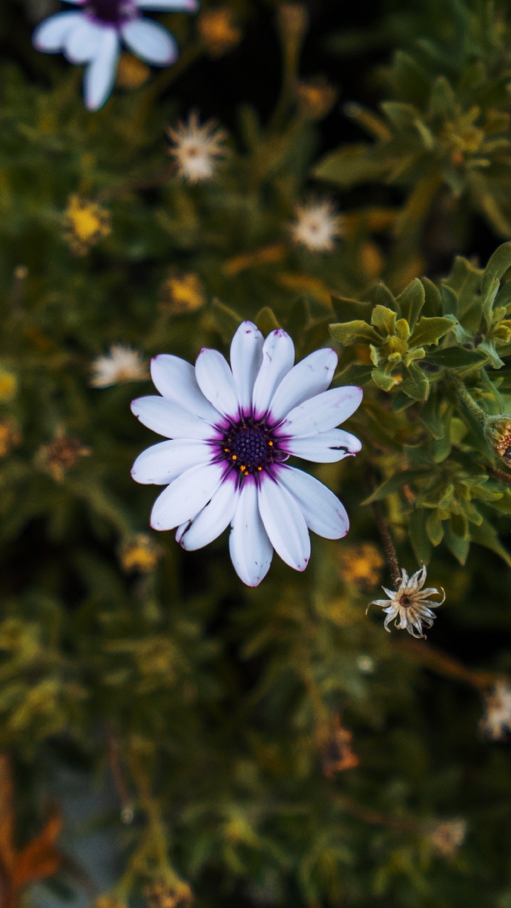 Purple and White Flowers With Green Leaves. Wallpaper in 720x1280 Resolution