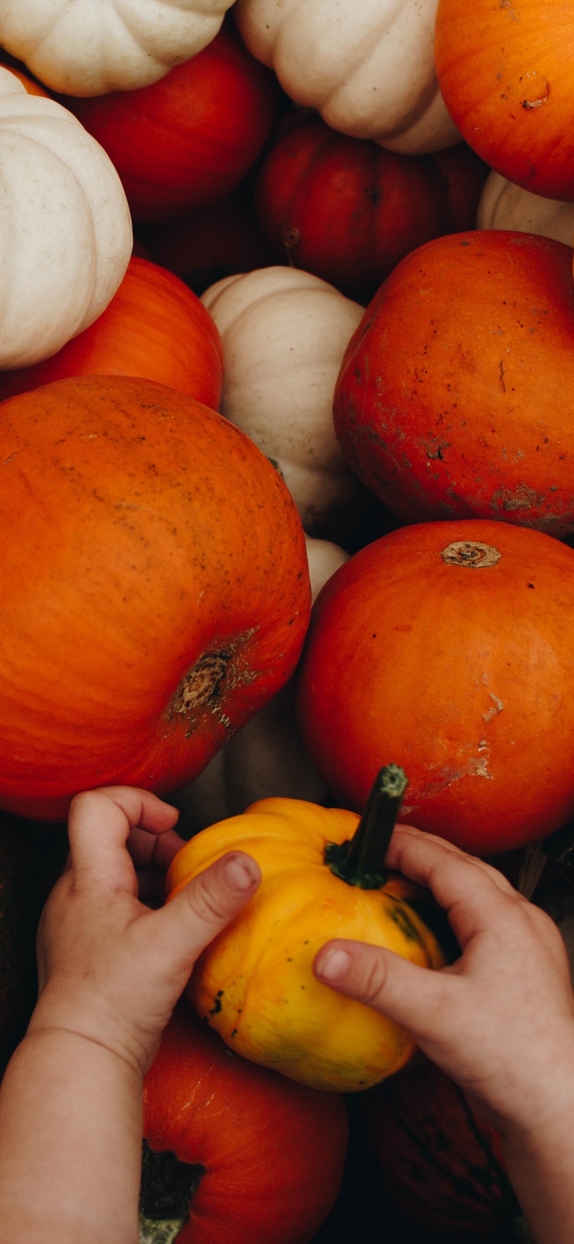 Persona Sosteniendo Calabazas Amarillas y Rojas. Wallpaper in 1125x2436 Resolution