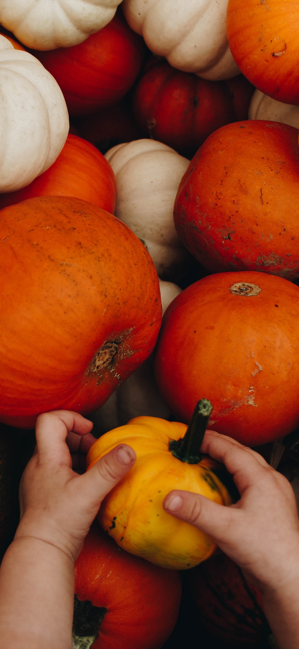 Person Holding Yellow and Red Pumpkins. Wallpaper in 1242x2688 Resolution