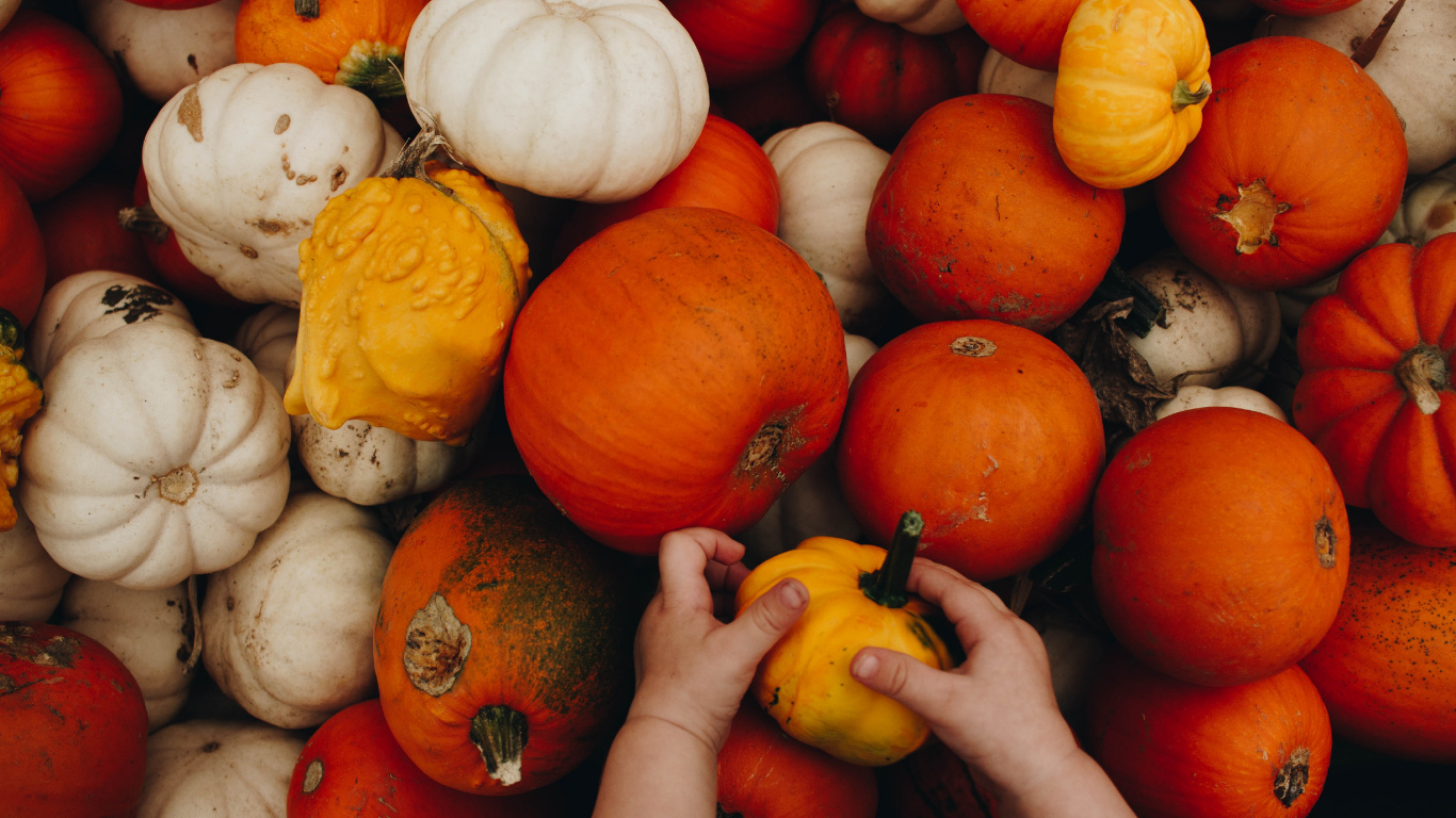 Person Holding Yellow and Red Pumpkins. Wallpaper in 1366x768 Resolution