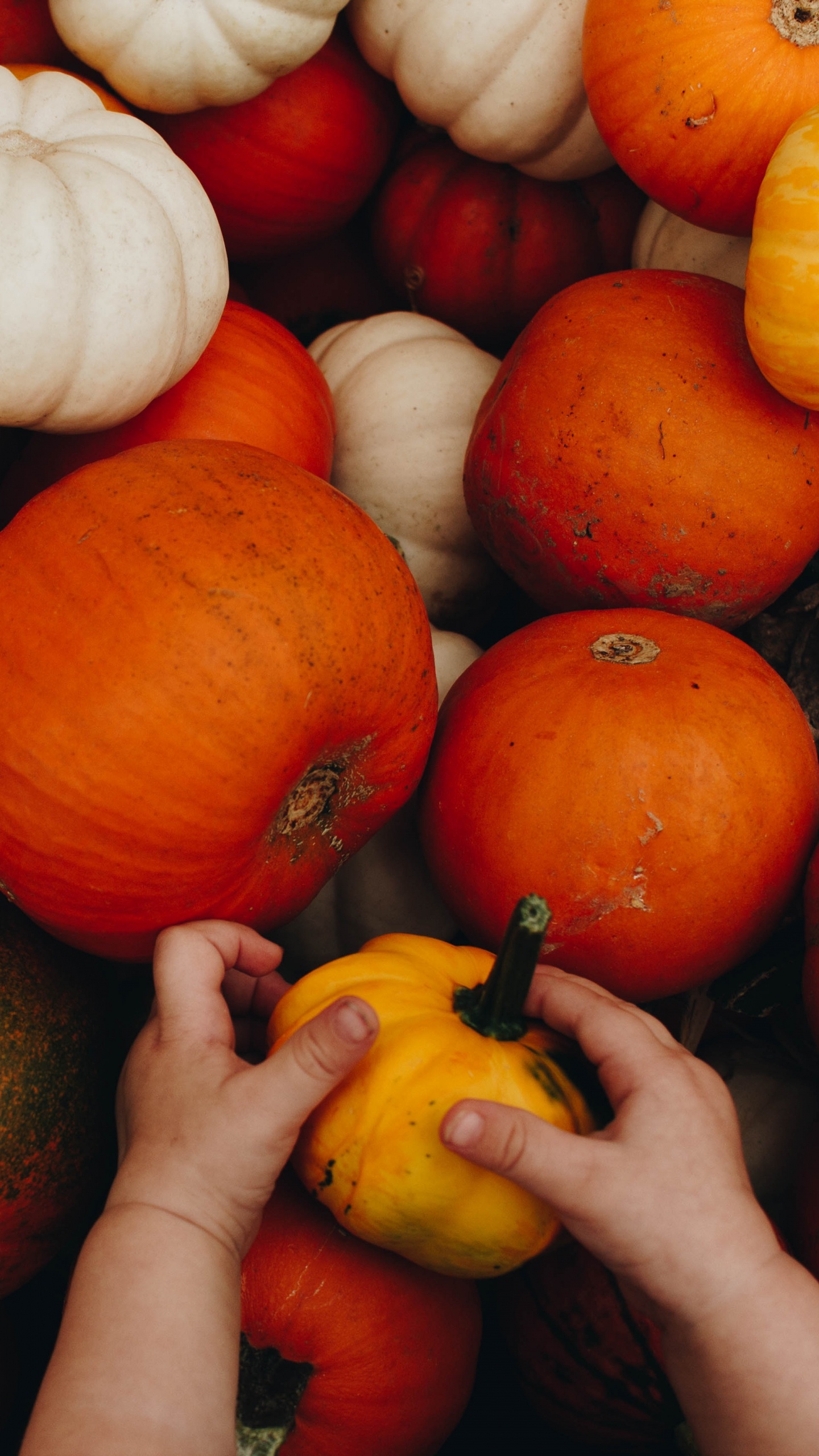 Person Holding Yellow and Red Pumpkins. Wallpaper in 1440x2560 Resolution