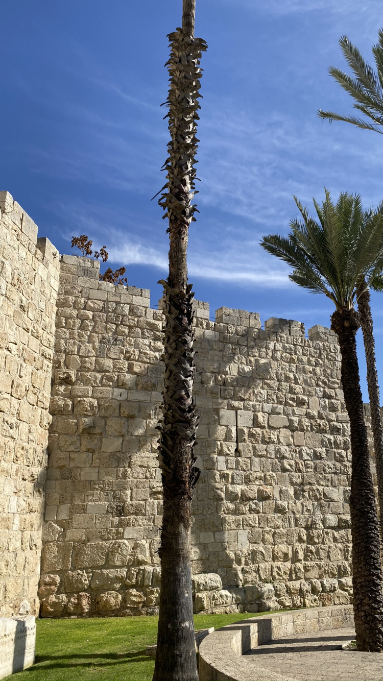 Palme, Dattelpalme, Alte Geschichte, Wand, Woody Pflanze. Wallpaper in 750x1334 Resolution