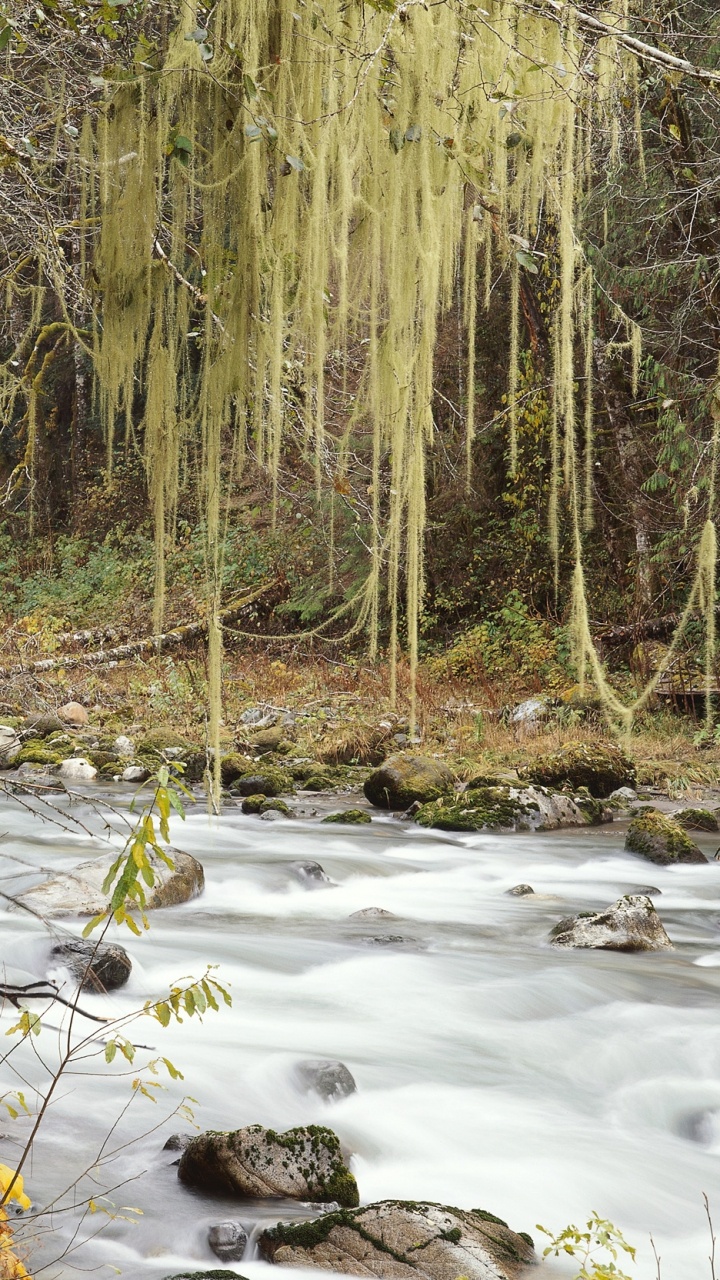Brown and Green Trees Beside River During Daytime. Wallpaper in 720x1280 Resolution