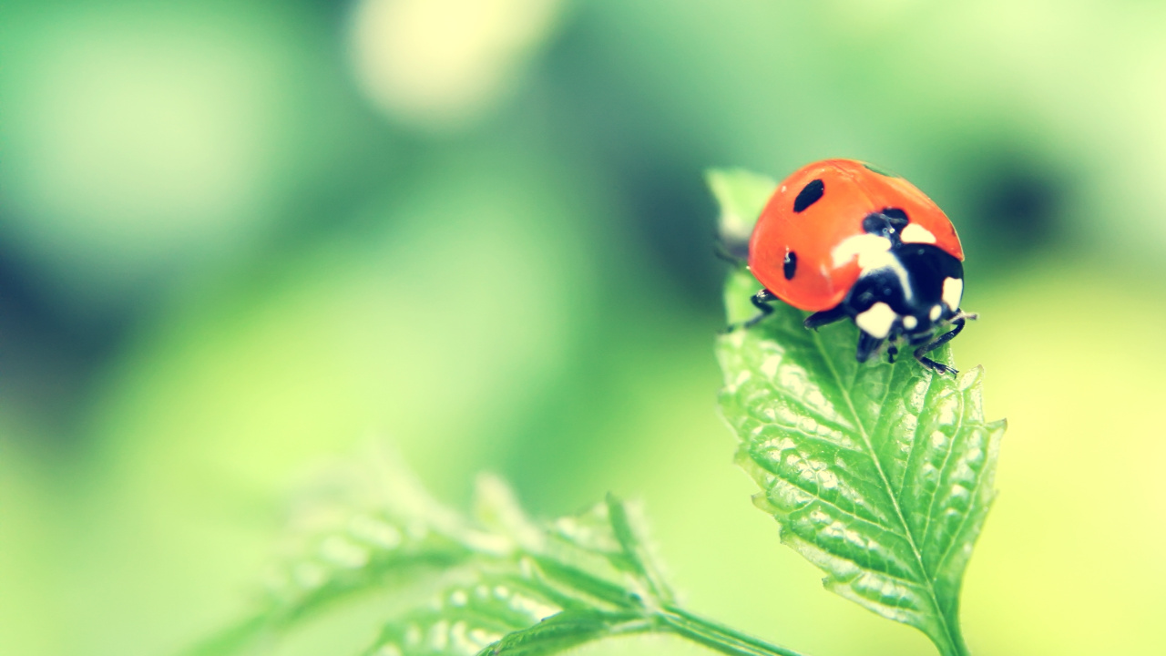 Red Ladybug Perched on Green Leaf in Close up Photography During Daytime. Wallpaper in 1280x720 Resolution