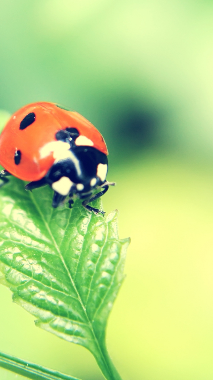 Red Ladybug Perched on Green Leaf in Close up Photography During Daytime. Wallpaper in 750x1334 Resolution