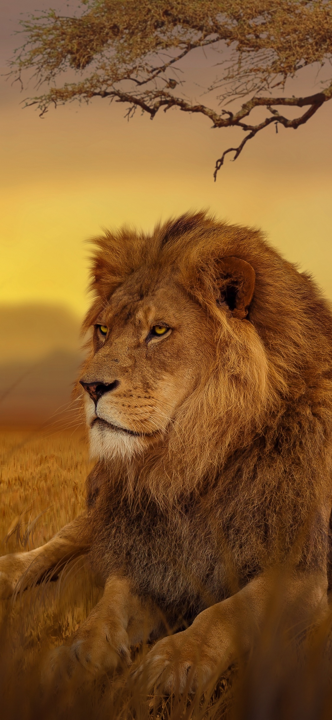 Lion Couché Sur L'herbe Verte au Coucher du Soleil. Wallpaper in 1125x2436 Resolution