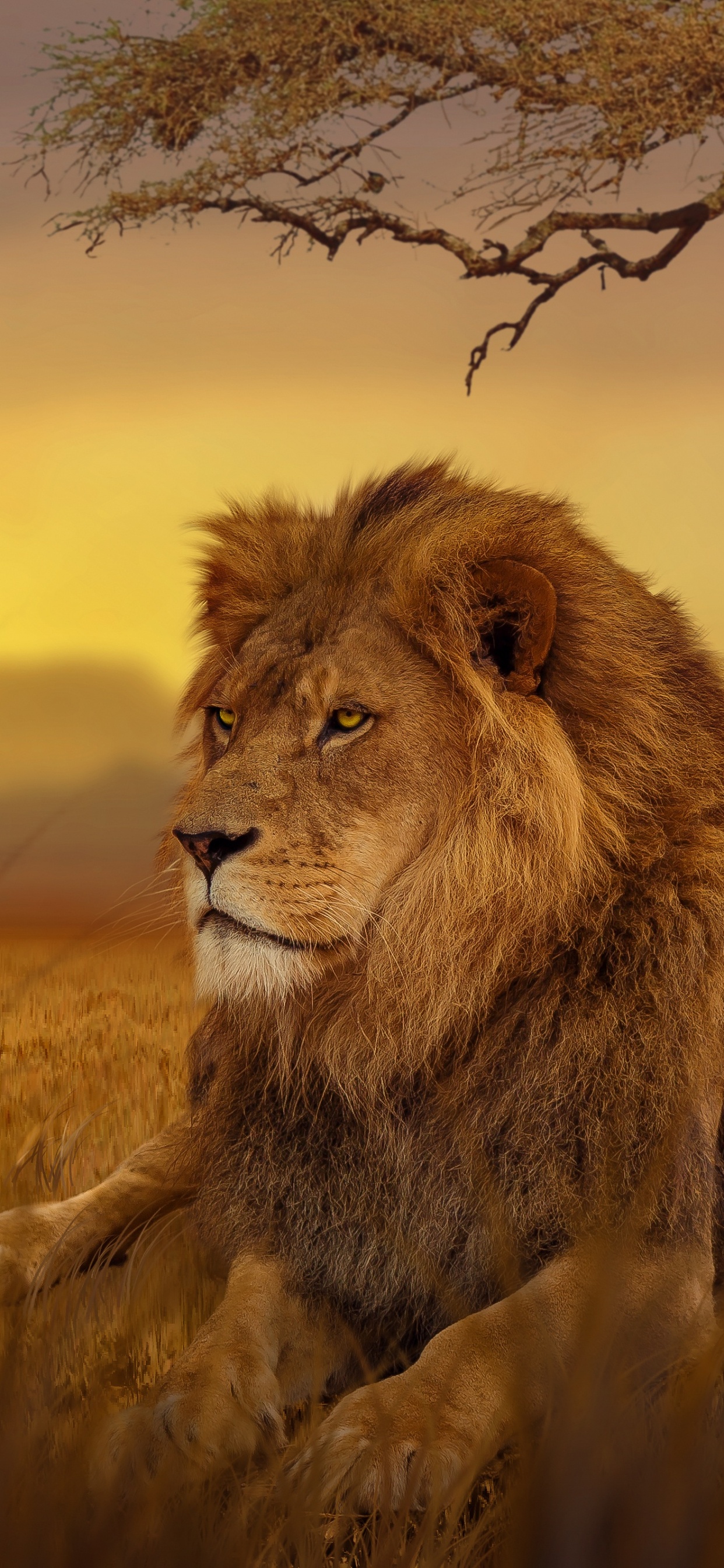 Lion Couché Sur L'herbe Verte au Coucher du Soleil. Wallpaper in 1242x2688 Resolution