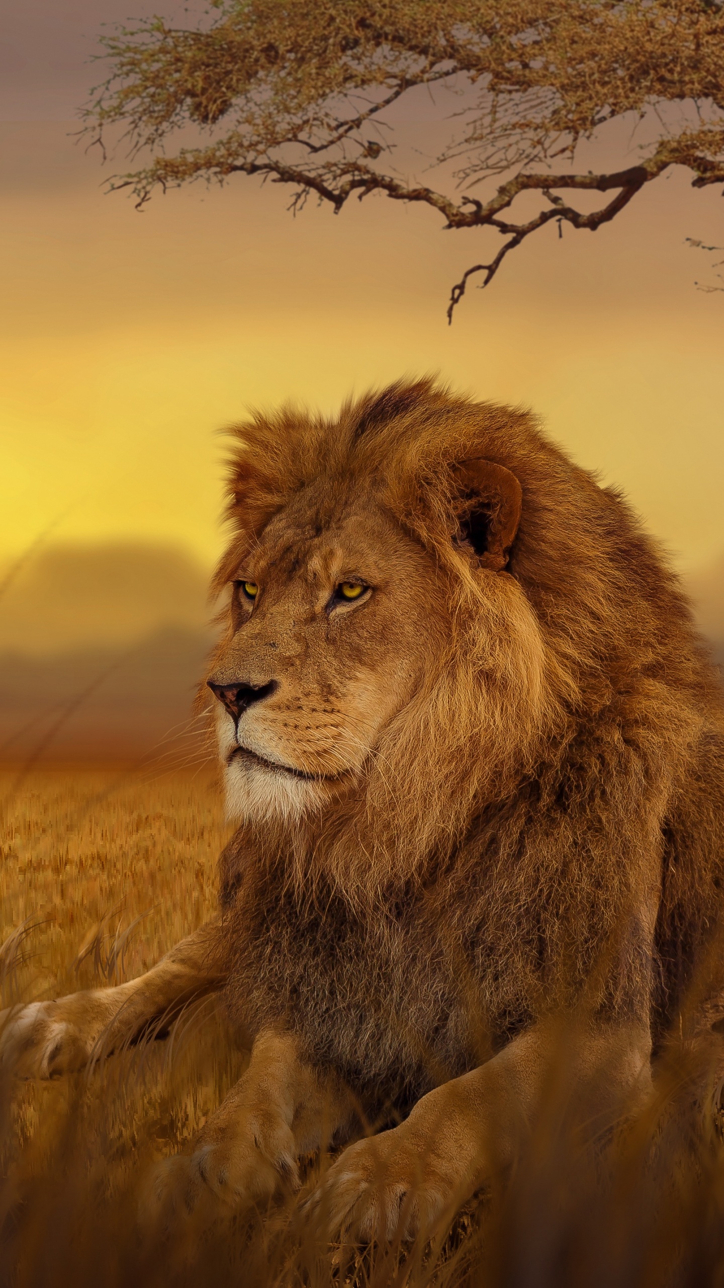 Lion Couché Sur L'herbe Verte au Coucher du Soleil. Wallpaper in 1440x2560 Resolution