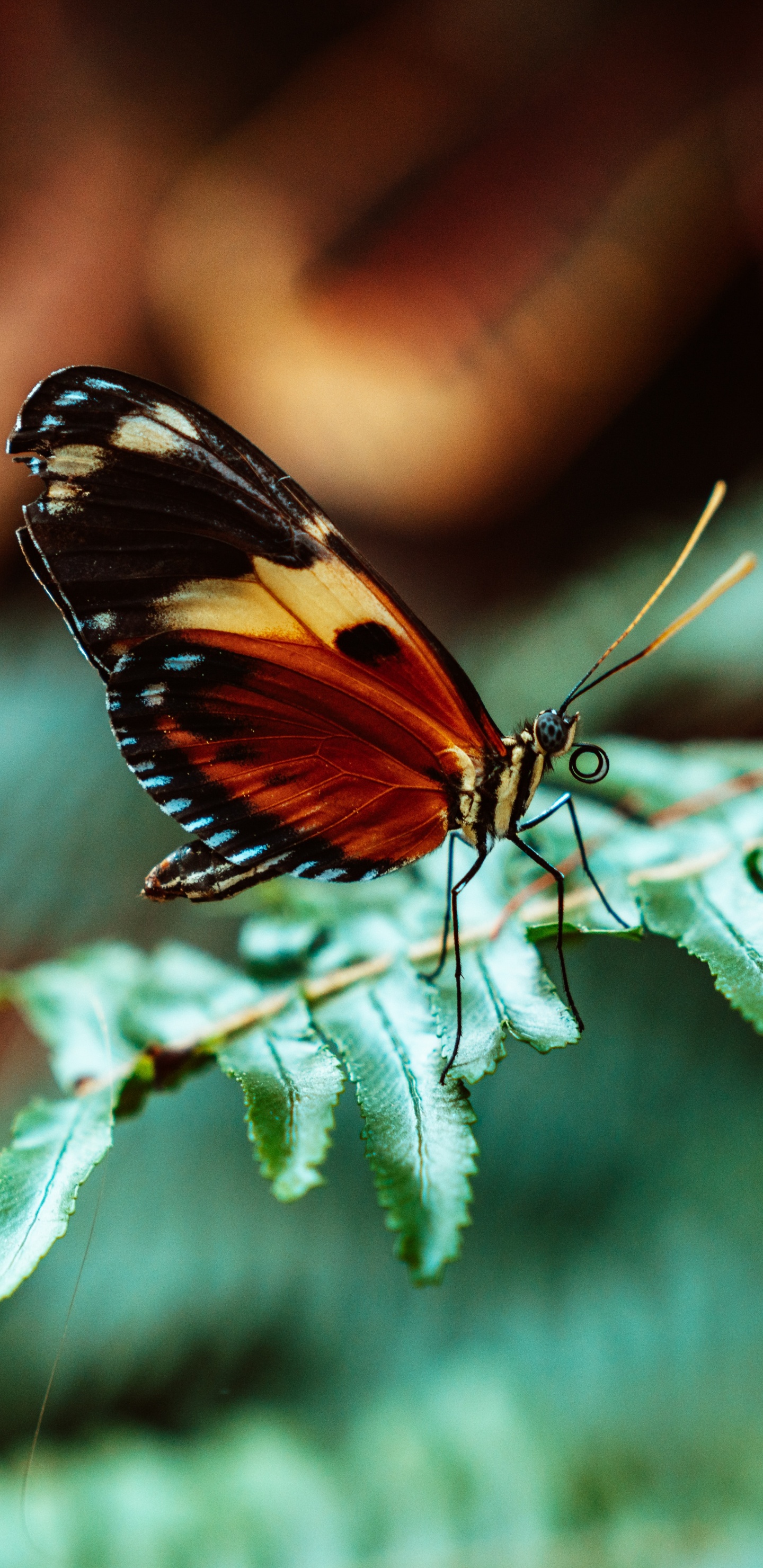 Papillon Noir et Orange Perché Sur Une Feuille Verte en Photographie Rapprochée Pendant la Journée. Wallpaper in 1440x2960 Resolution