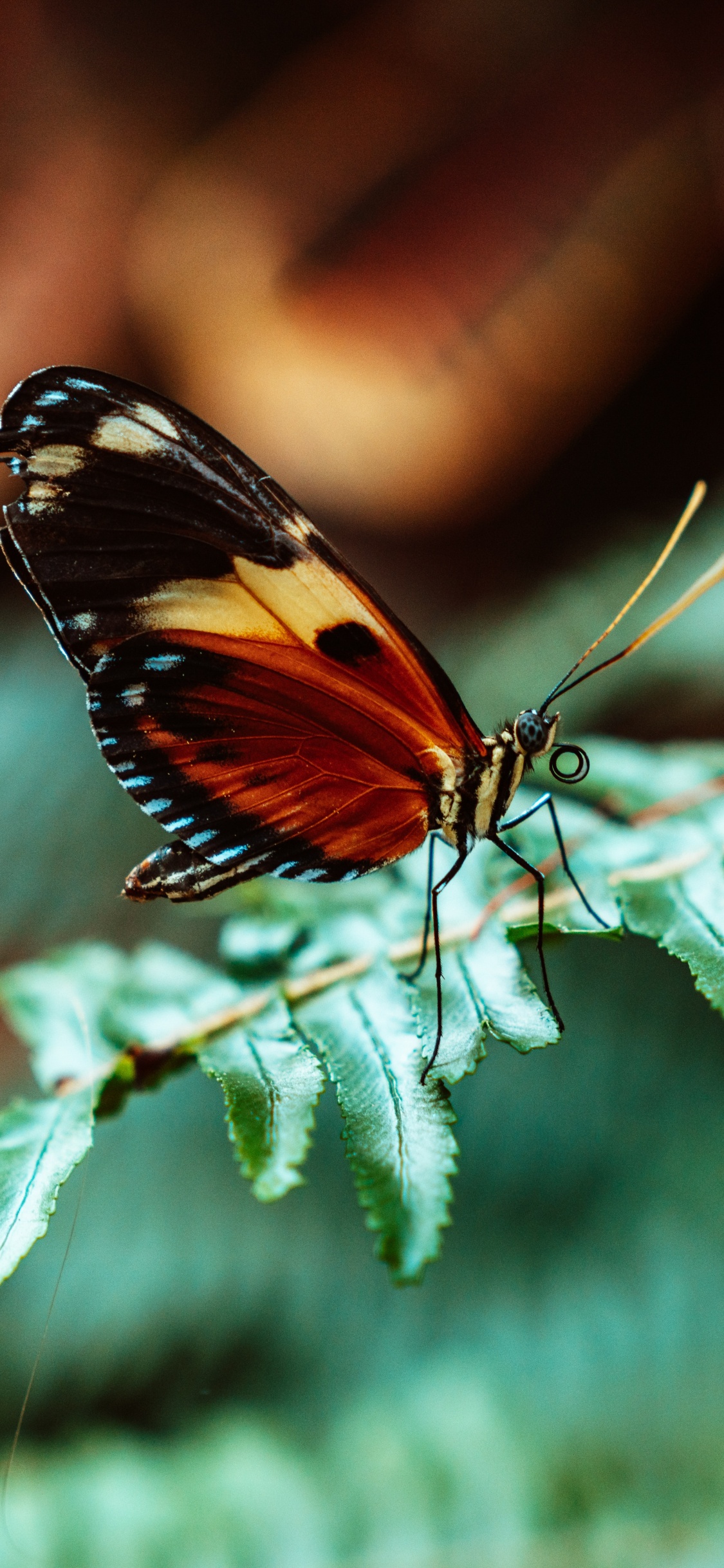 Mariposa Negra y Naranja Encaramada Sobre Hojas Verdes en Fotografía de Cerca Durante el Día. Wallpaper in 1125x2436 Resolution
