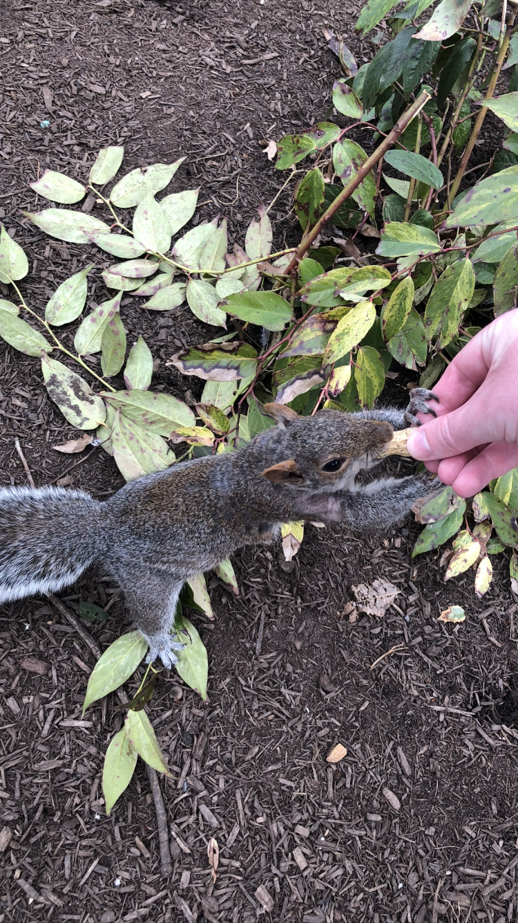 Lizard, Reptiles, Leaf, Plants, Science. Wallpaper in 750x1334 Resolution