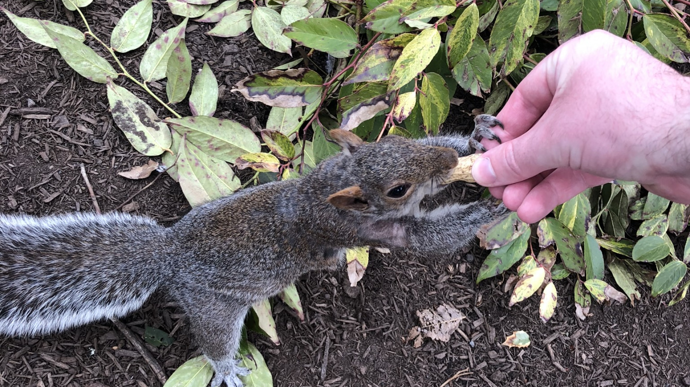 蜥蜴, 科学, 的土壤, 灌木, 地被 壁纸 1366x768 允许