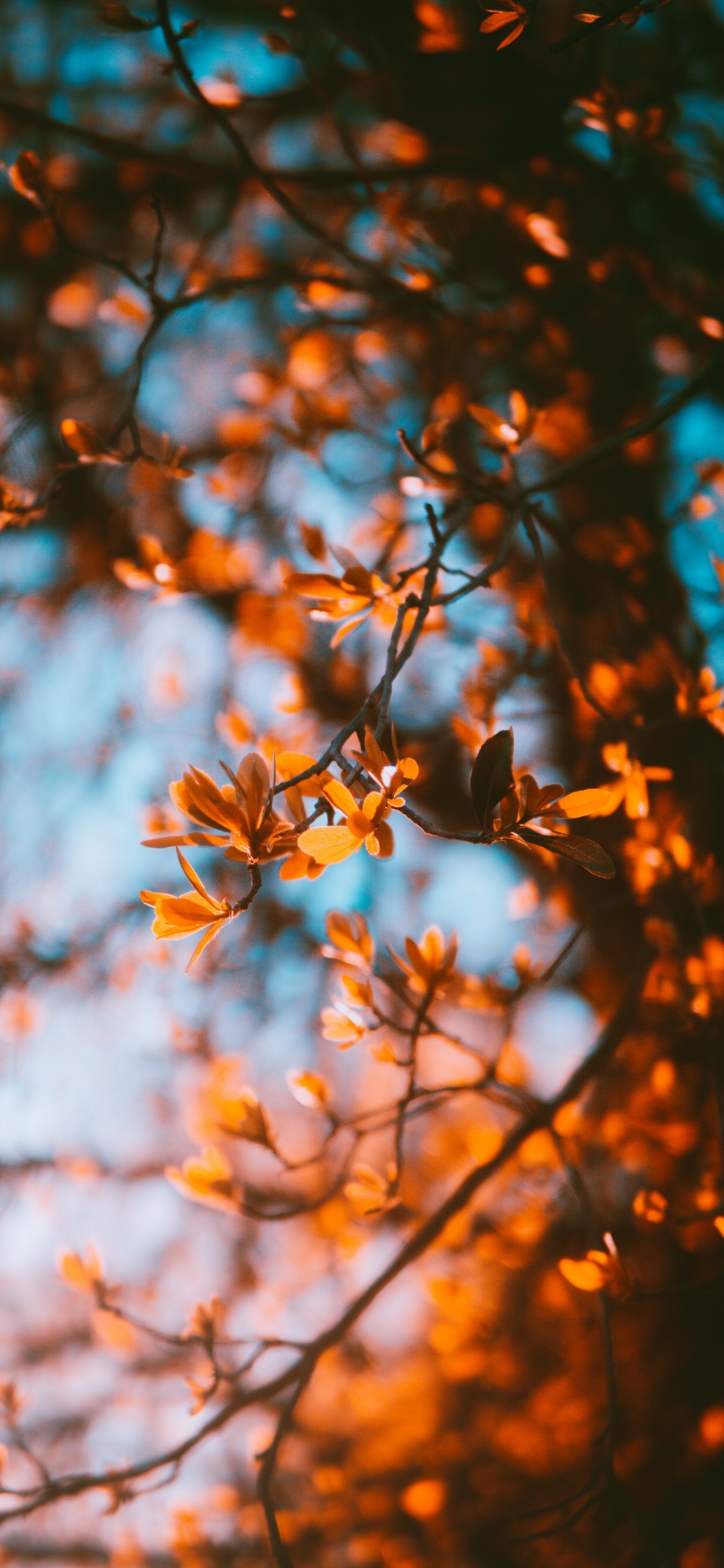 Aesthetic Autumn, Autumn, Aesthetics, Cozy Autumn, Natural Landscape. Wallpaper in 1125x2436 Resolution