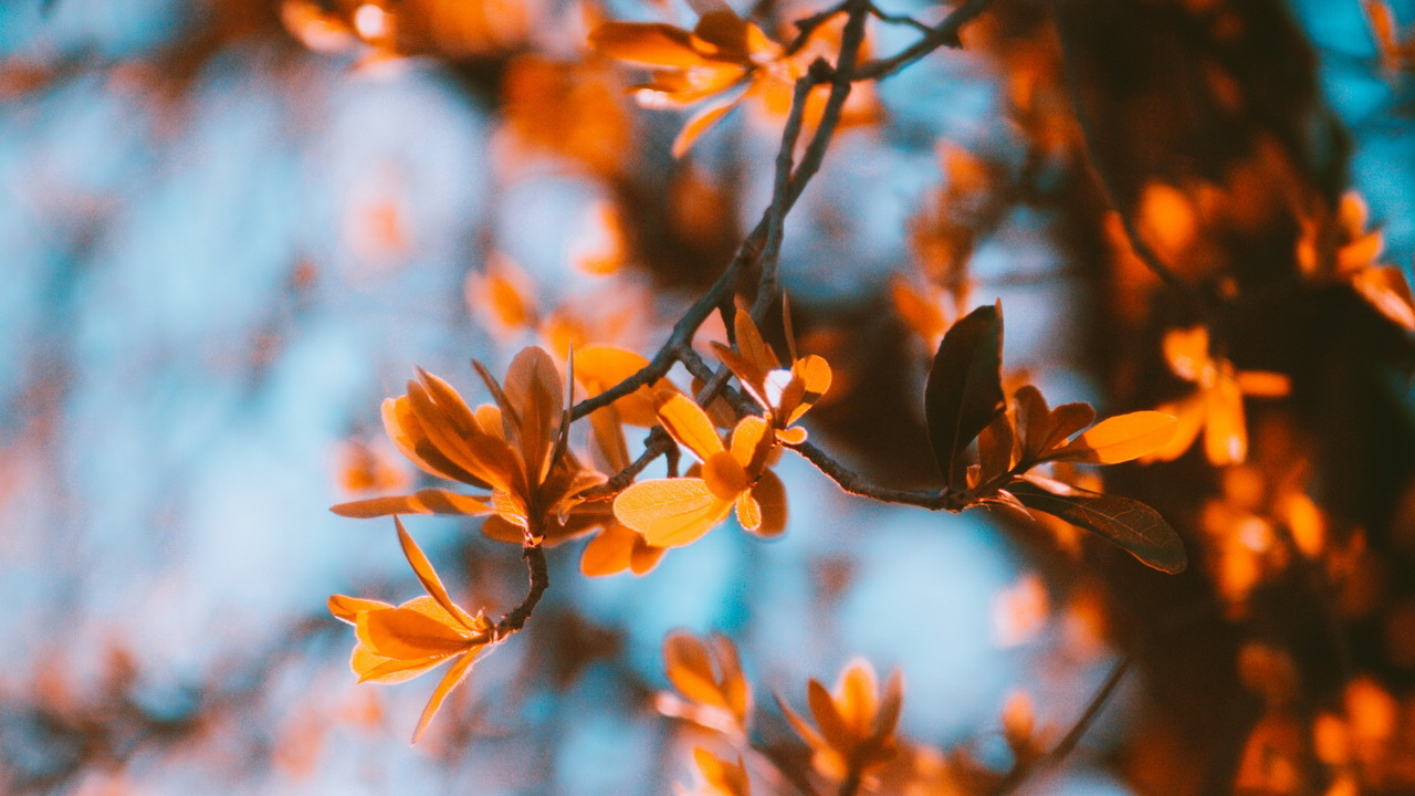 Ästhetischer Herbst, Herbst, Ästhetik, Gemütlicher Herbst, Naturlandschaft. Wallpaper in 1280x720 Resolution