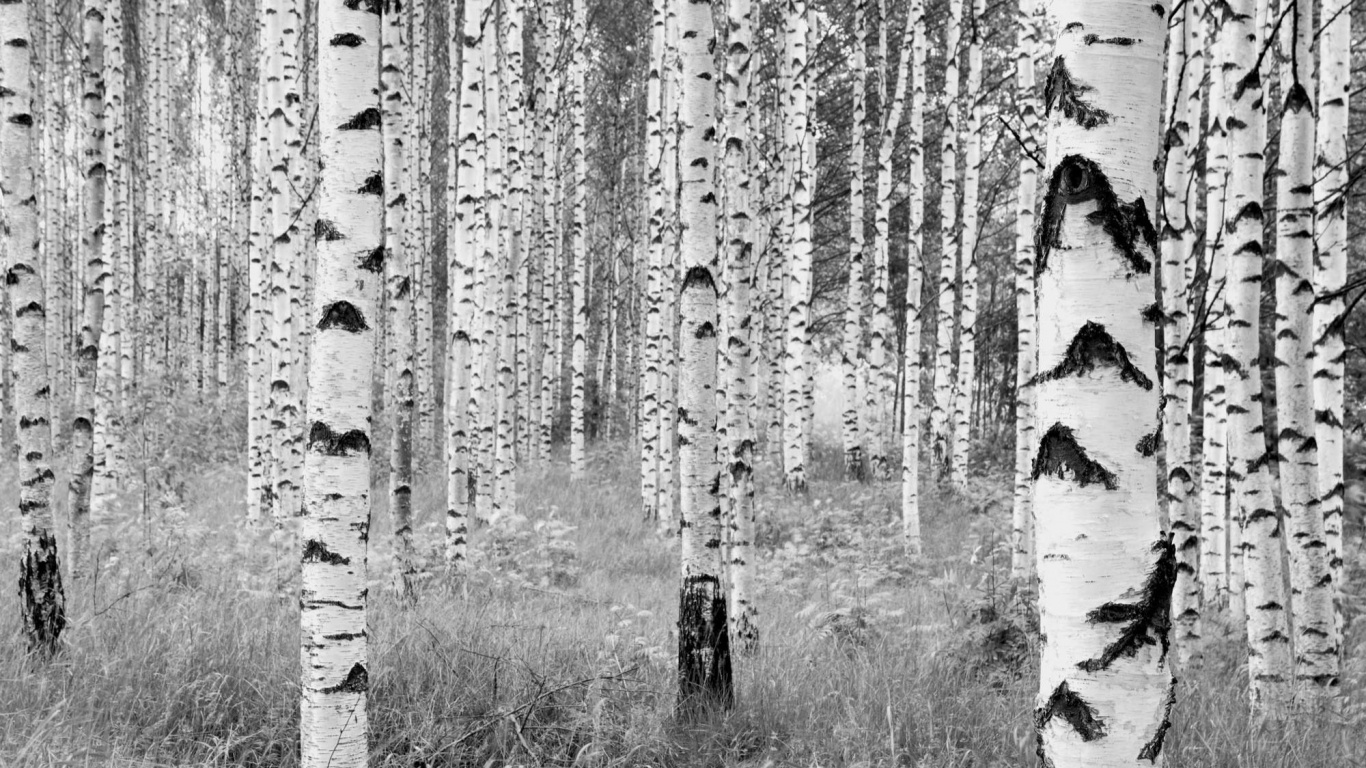 Grayscale Photo of Trees on Grass Field. Wallpaper in 1366x768 Resolution