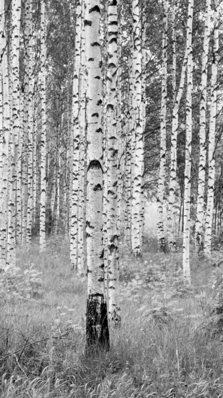 Grayscale Photo of Trees on Grass Field. Wallpaper in 750x1334 Resolution