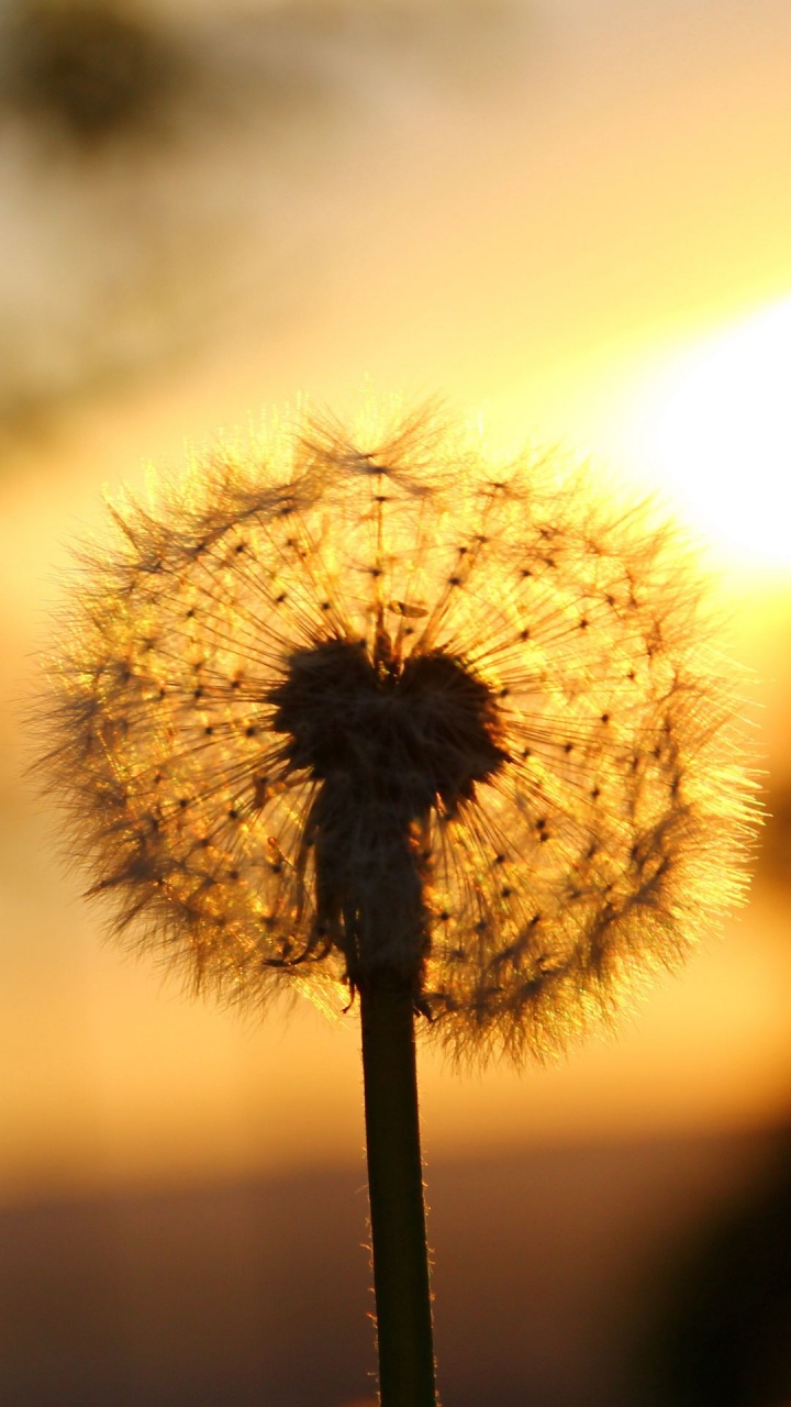 Dandelion, Plant Stem, Dandelions, Flower, Plant. Wallpaper in 720x1280 Resolution