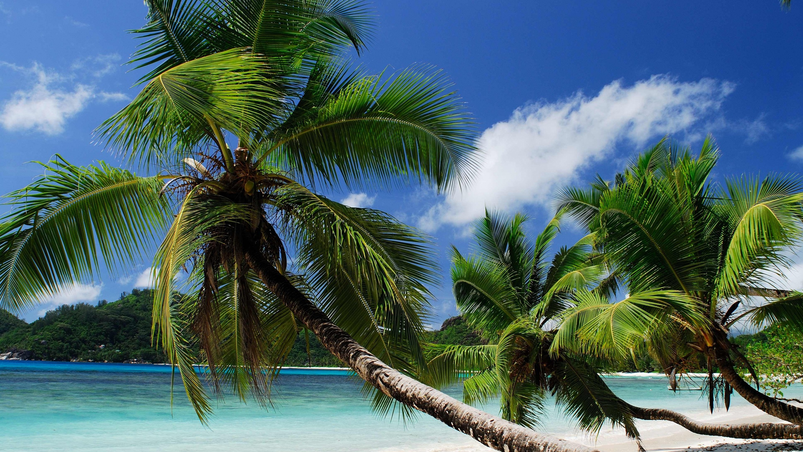 Green Palm Tree on Beach During Daytime. Wallpaper in 2560x1440 Resolution