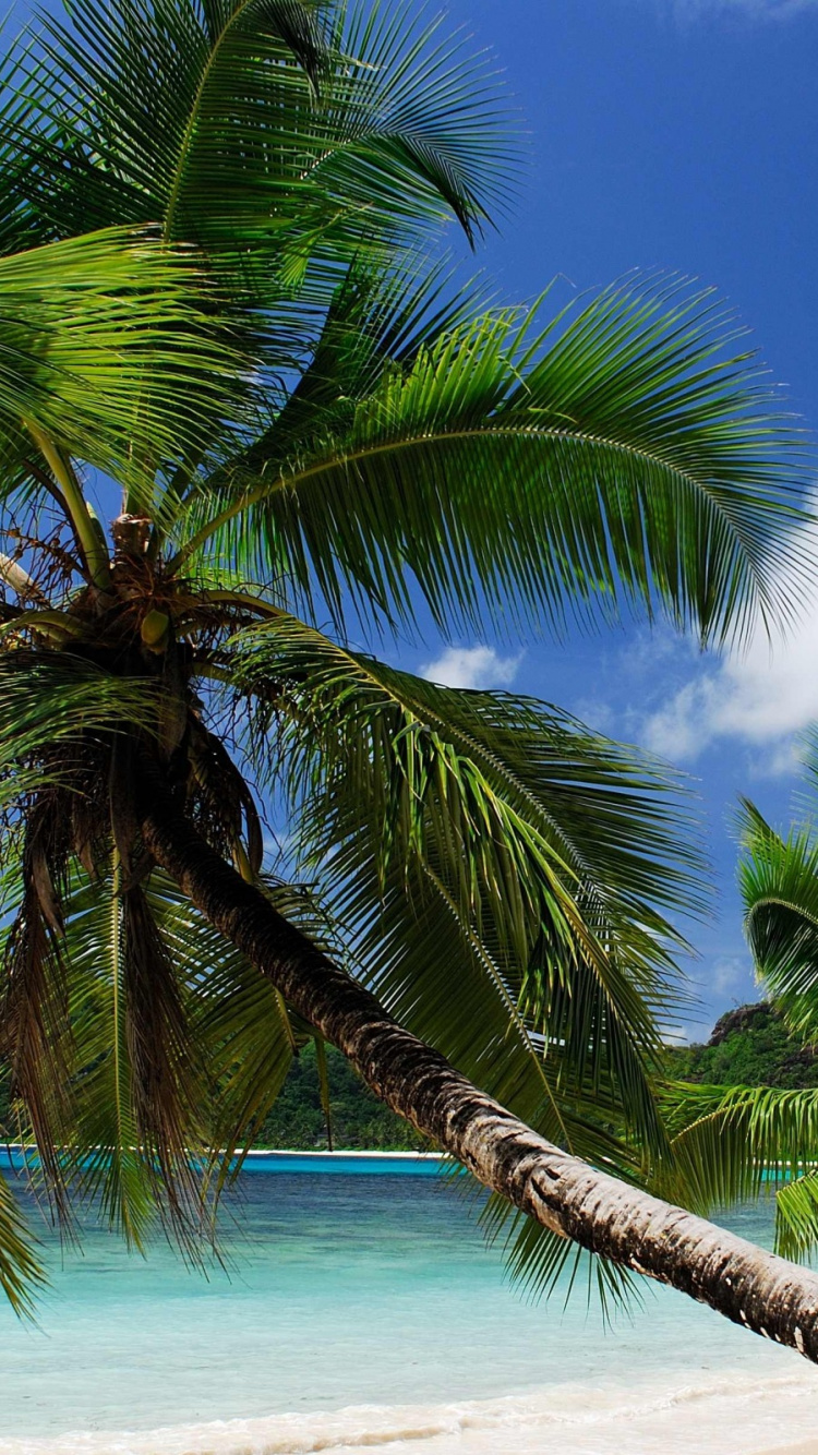 Green Palm Tree on Beach During Daytime. Wallpaper in 750x1334 Resolution