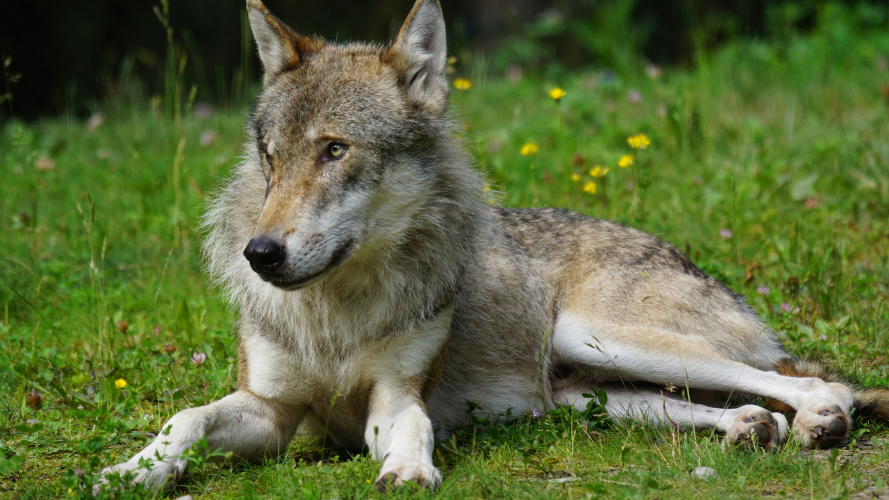 Lobo Marrón Tumbado Sobre la Hierba Verde Durante el Día. Wallpaper in 1280x720 Resolution