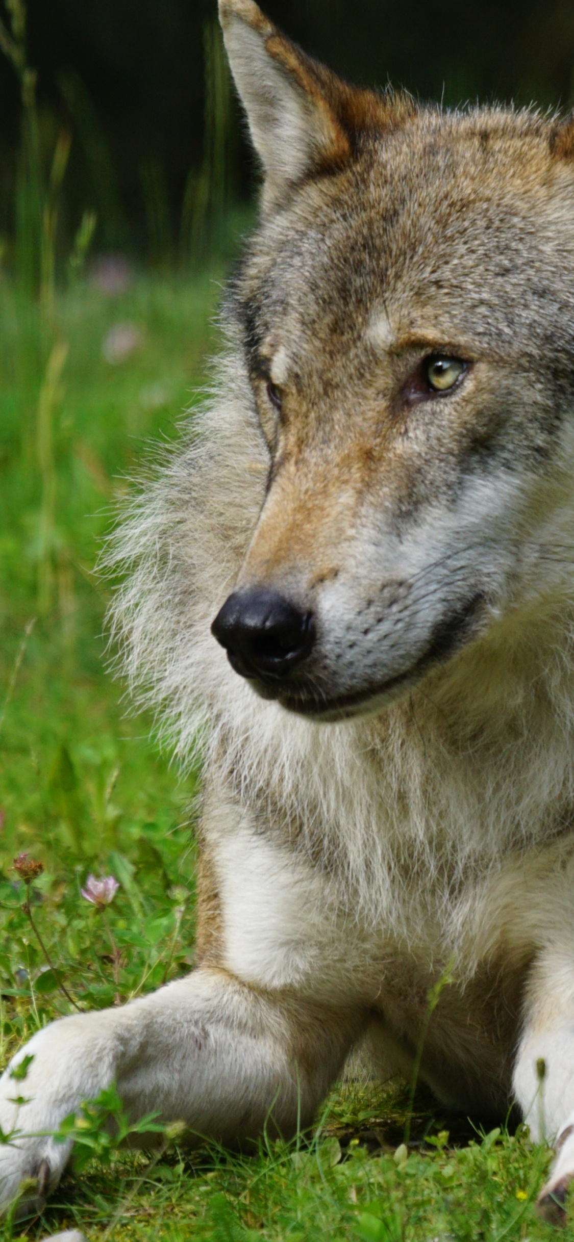 Brown Wolf Lying on Green Grass During Daytime. Wallpaper in 1125x2436 Resolution