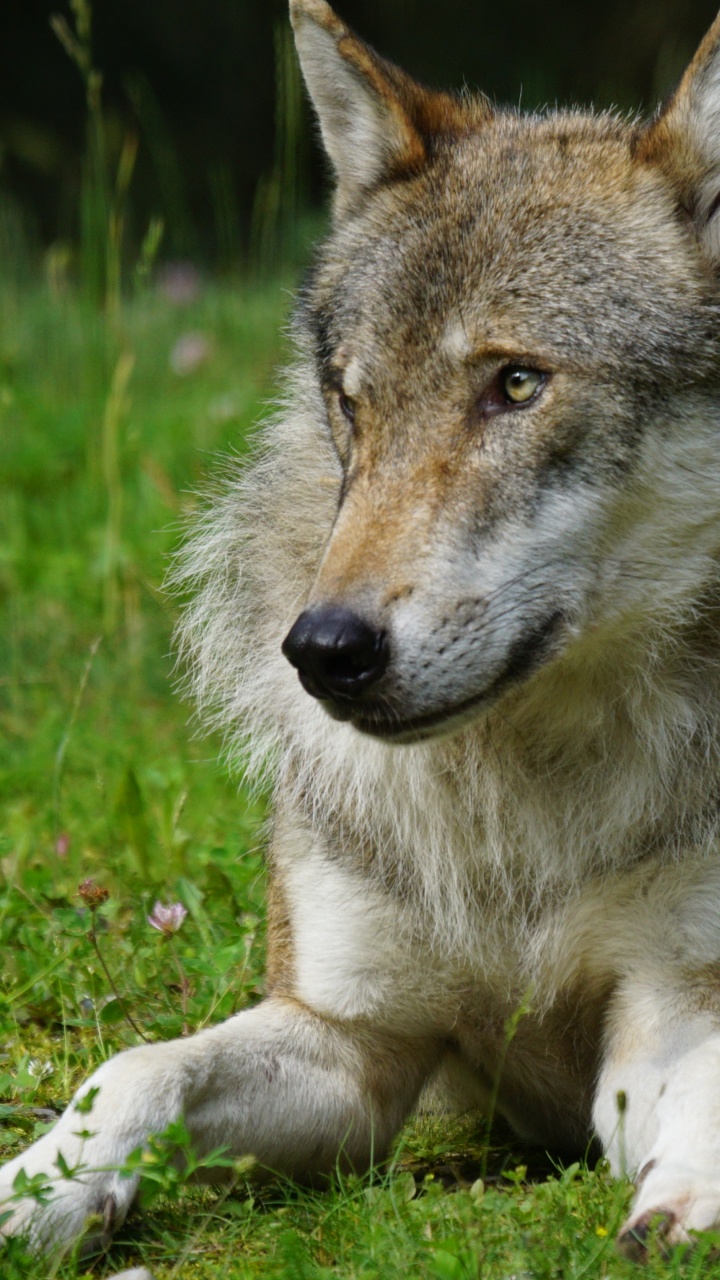 Brown Wolf Lying on Green Grass During Daytime. Wallpaper in 720x1280 Resolution