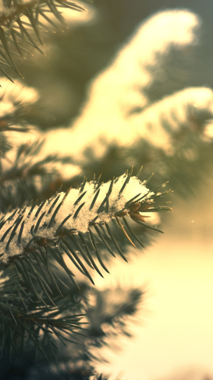 Green Pine Tree Covered With Snow. Wallpaper in 720x1280 Resolution