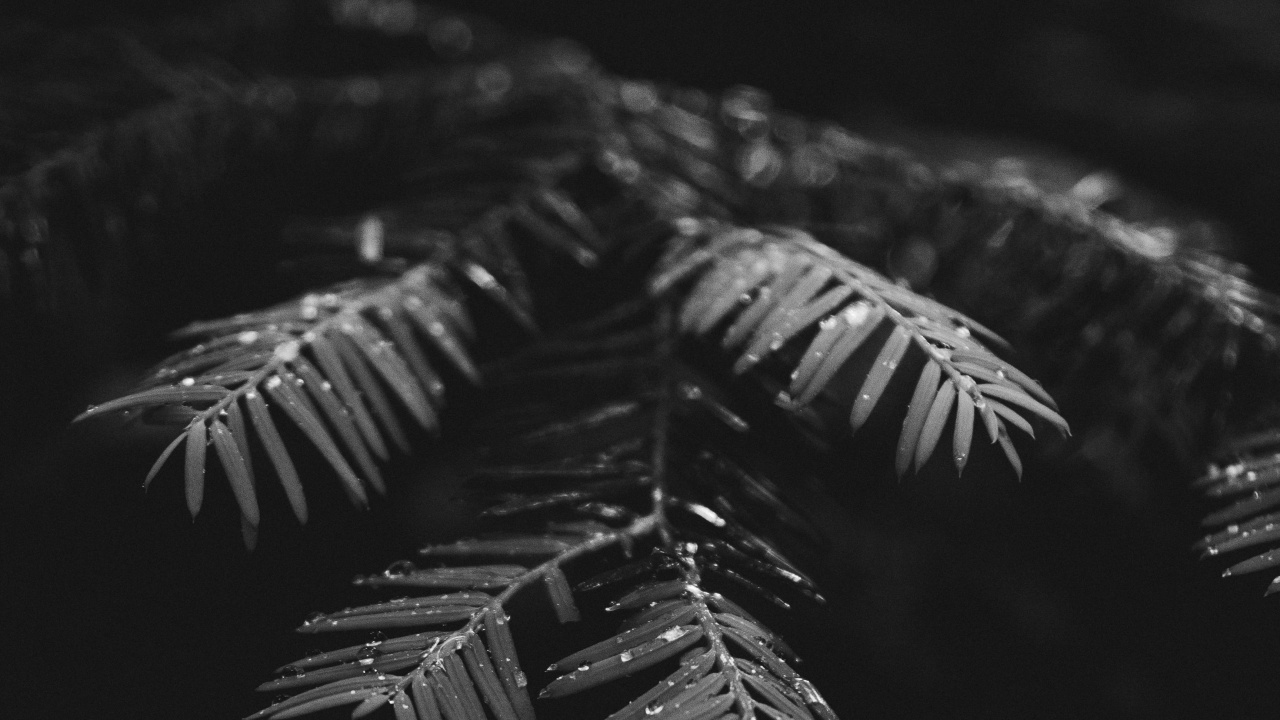 Noir et Blanc, Noir, Monochrome, Feuille, Fermer. Wallpaper in 1280x720 Resolution