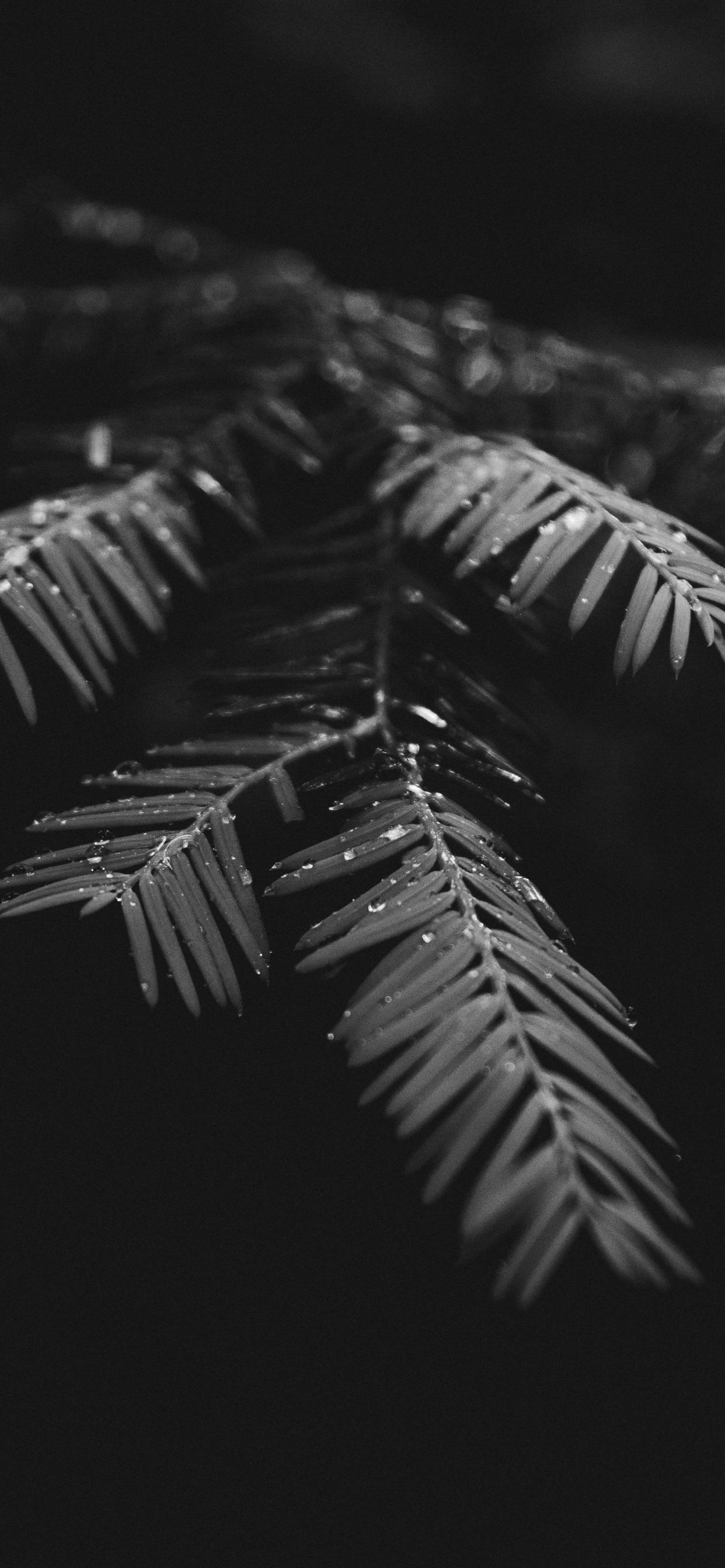 en Blanco y Negro, Negro, Monocromo, Sucursal, de Cerca. Wallpaper in 1242x2688 Resolution
