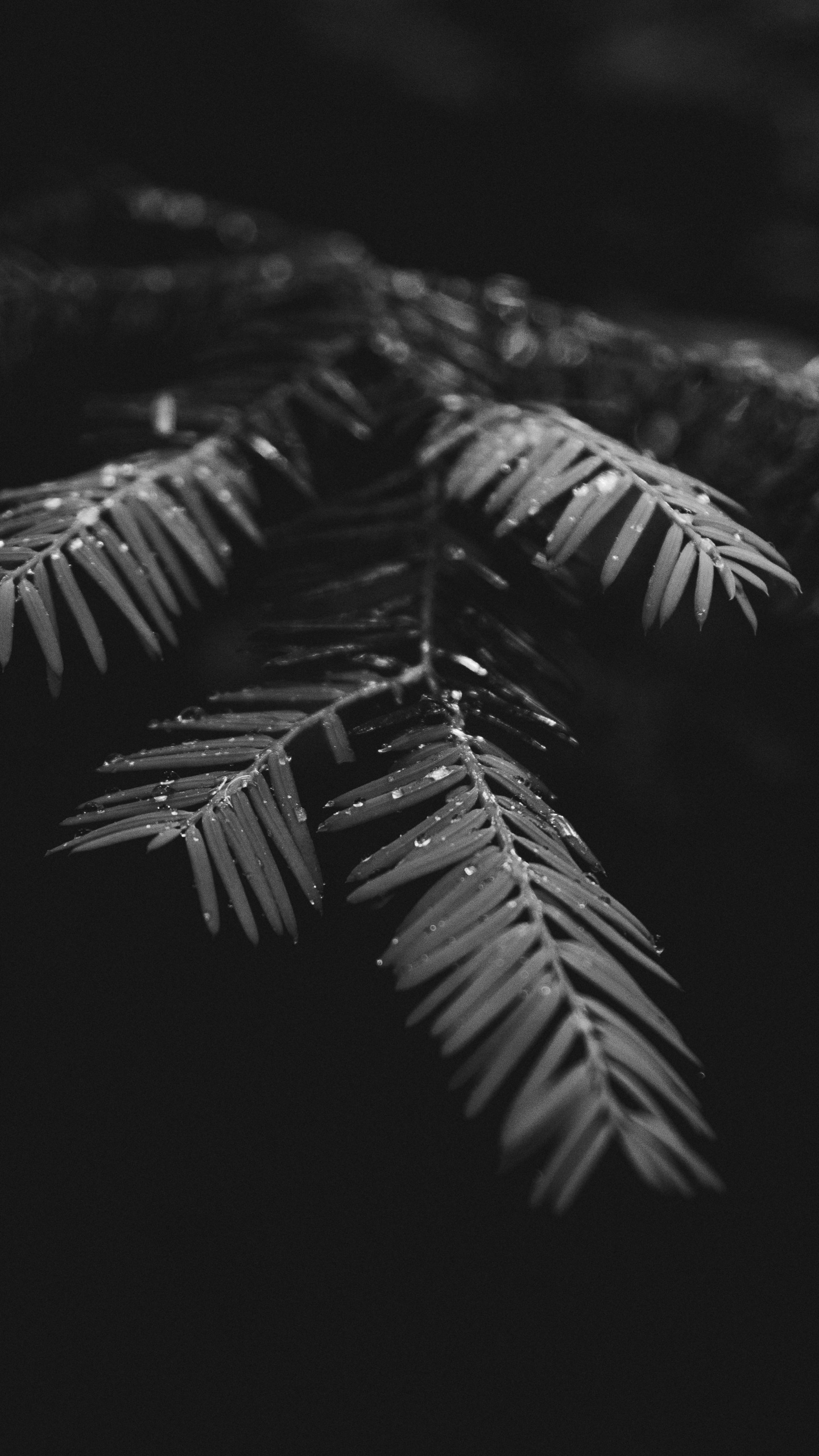 Schwarz Und Weiß, Schwarz, Monochrom, Baum, Blatt. Wallpaper in 1440x2560 Resolution