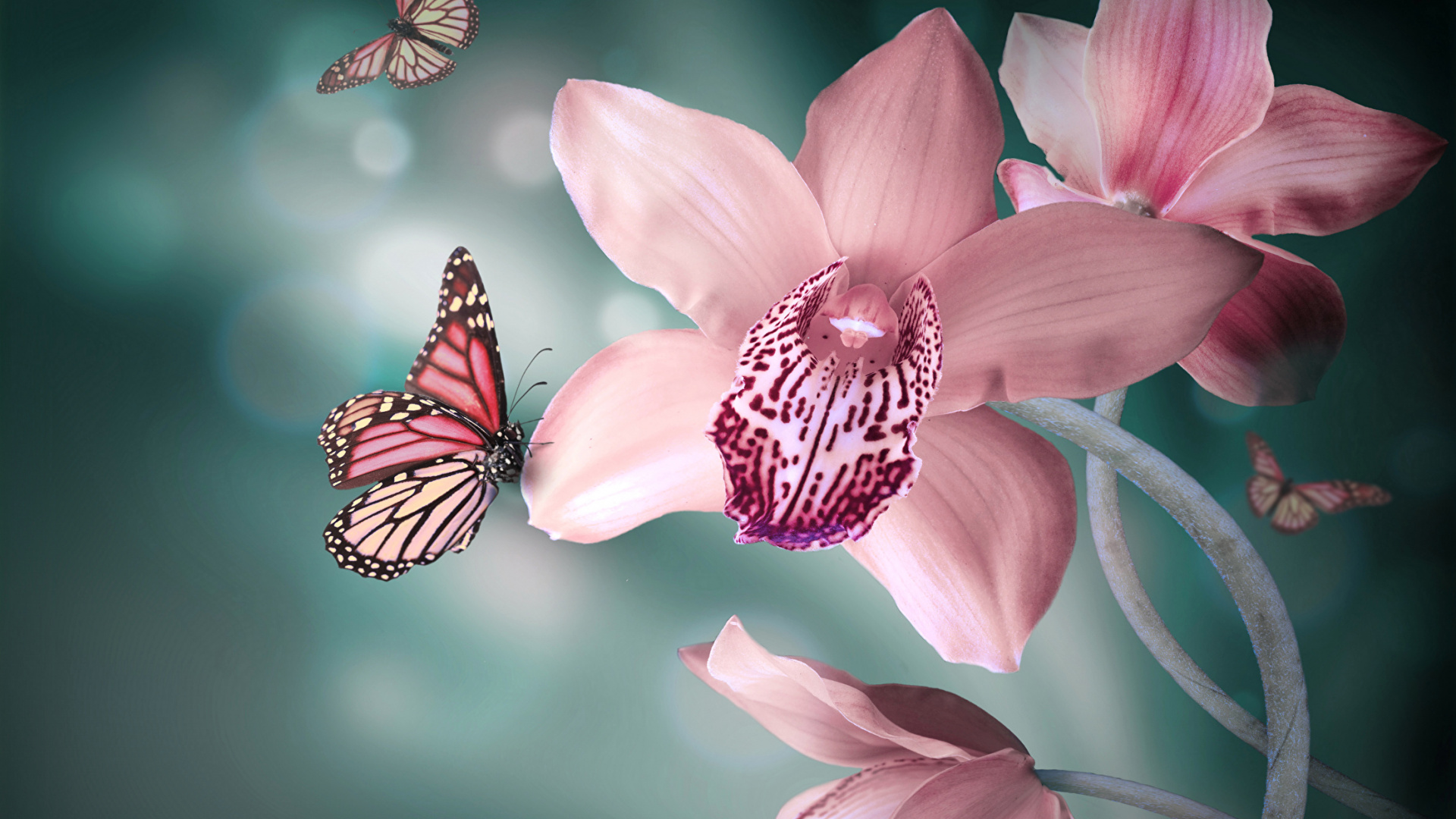 Papillon Rose et Noir Sur Fleur Rose. Wallpaper in 1920x1080 Resolution